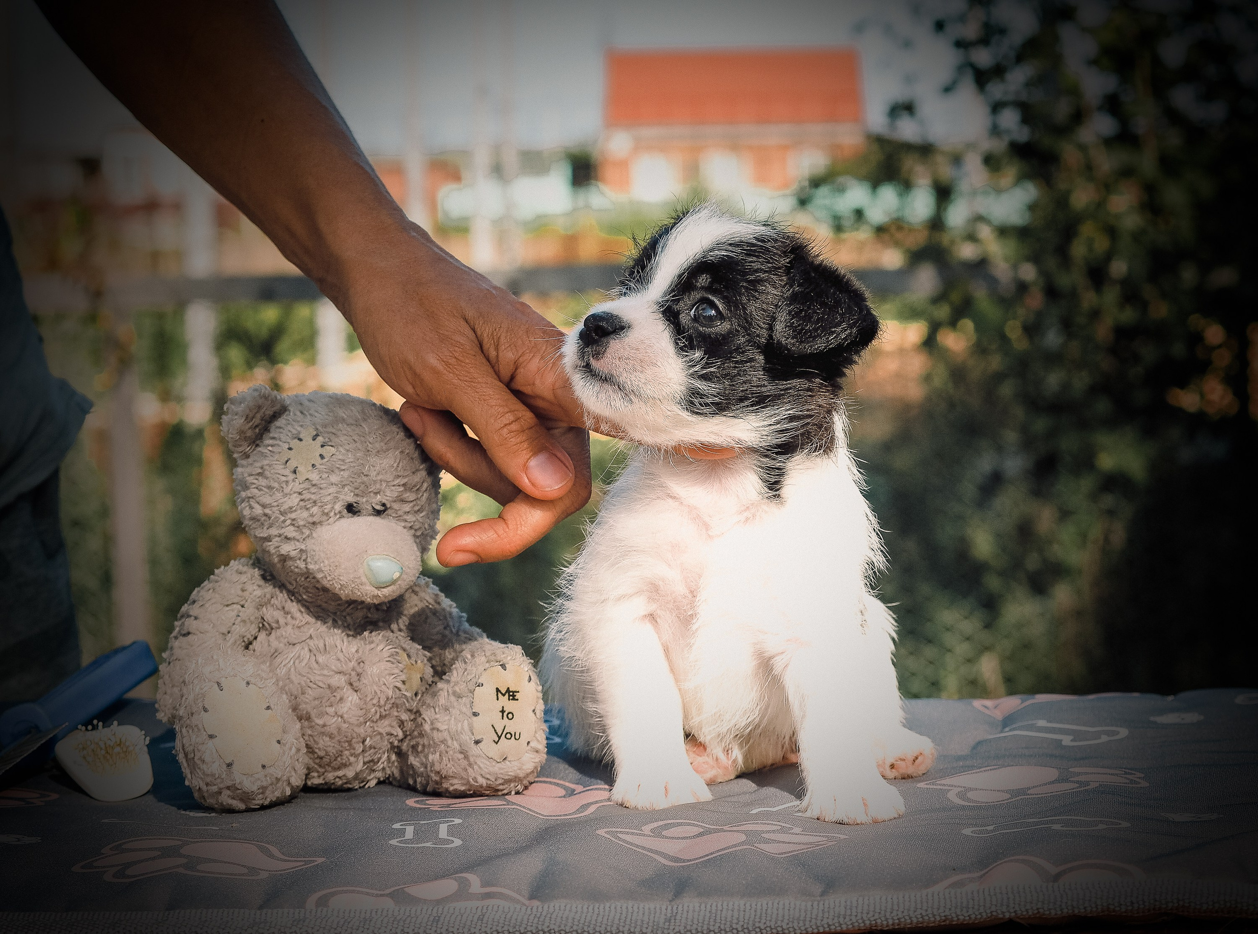 Бело-черная красавица джек-рассел-терьер. КАНЕ МАЭСТРО — питомник Джек рассел терьеров