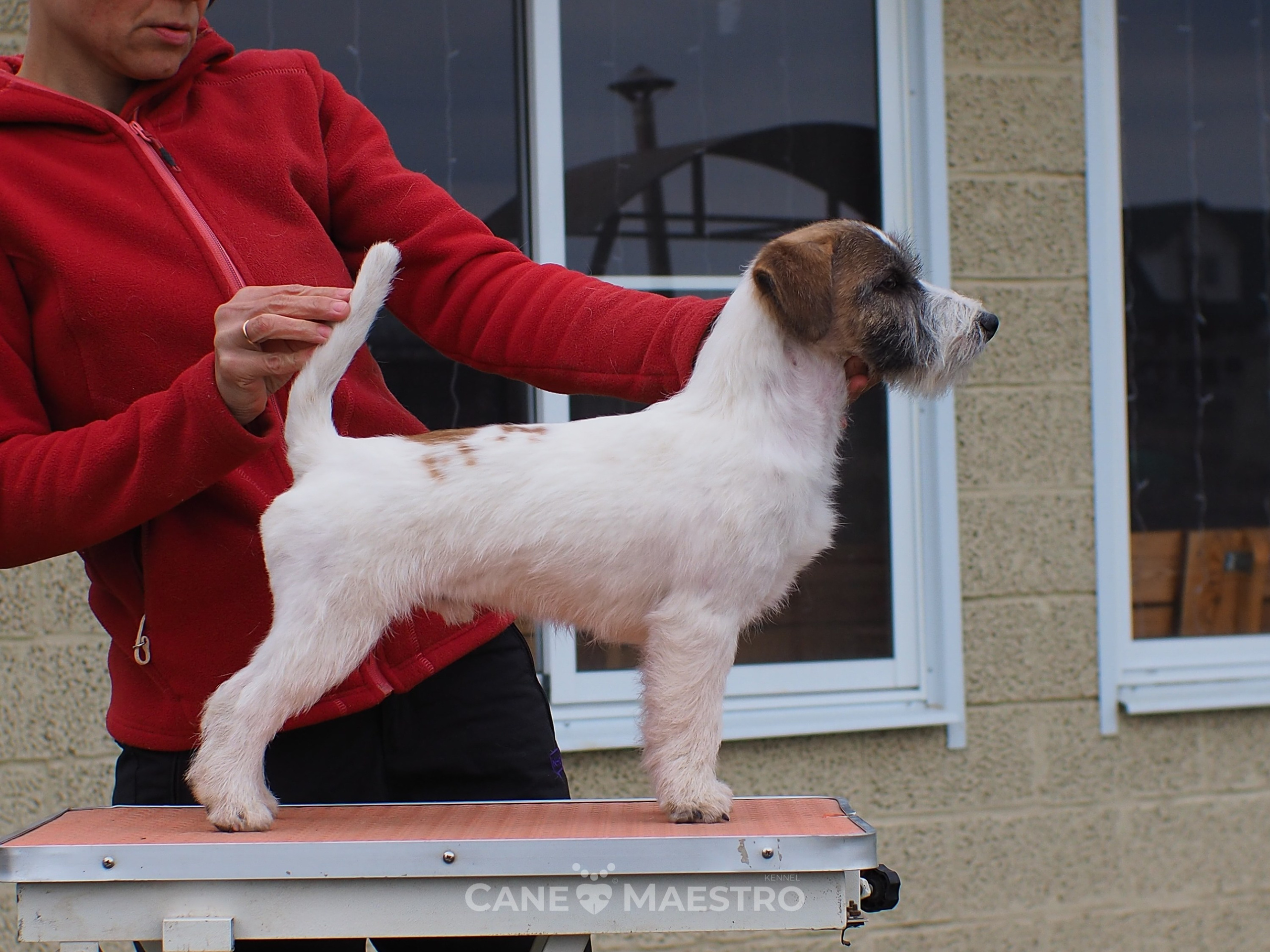 Щенок кобель ДРТ. КАНЕ МАЭСТРО — питомник Джек рассел терьеров