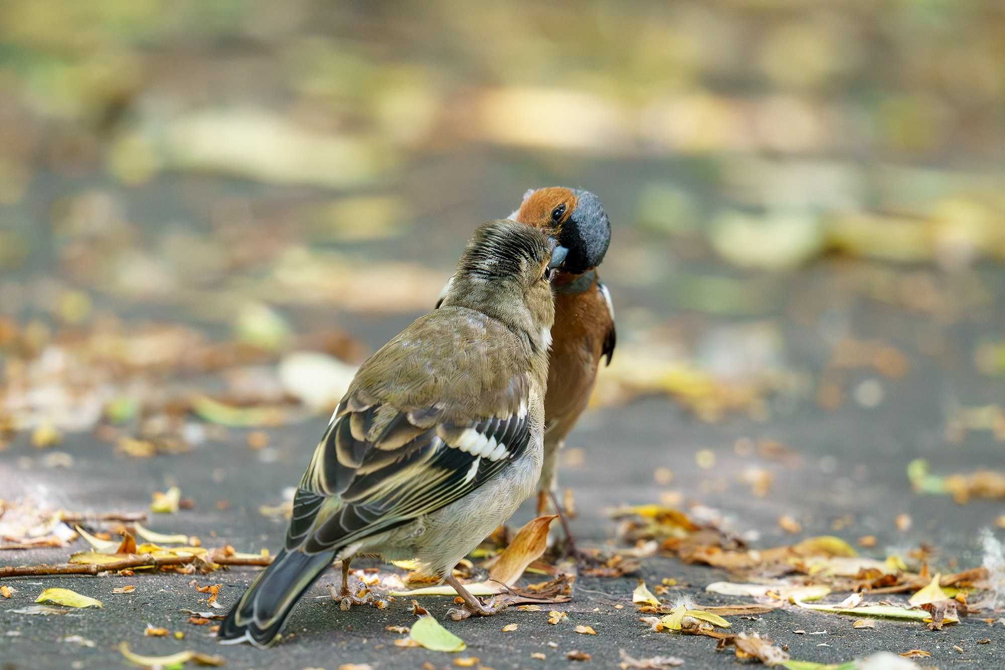 Удивительные мир птиц. Вокруг нас столько прекрасного — присмотритесь!. Ваш личный фотограф Марина Волкова