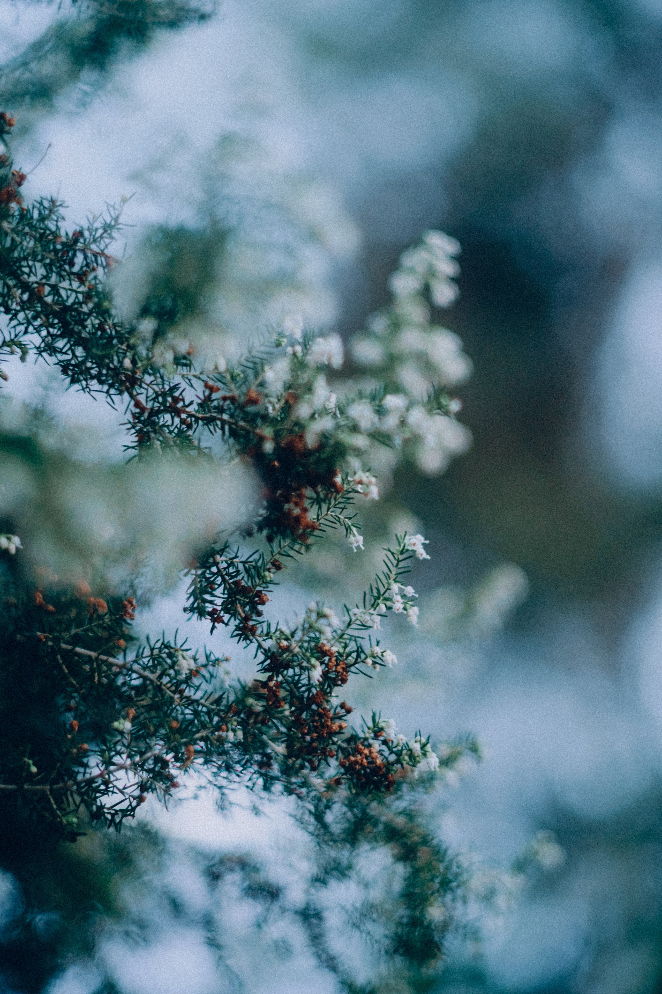 Botanical. Портретный и свадебный фотограф в Москве и Санкт-Петербурге. Учитель фотографии онлайн и оффлайн