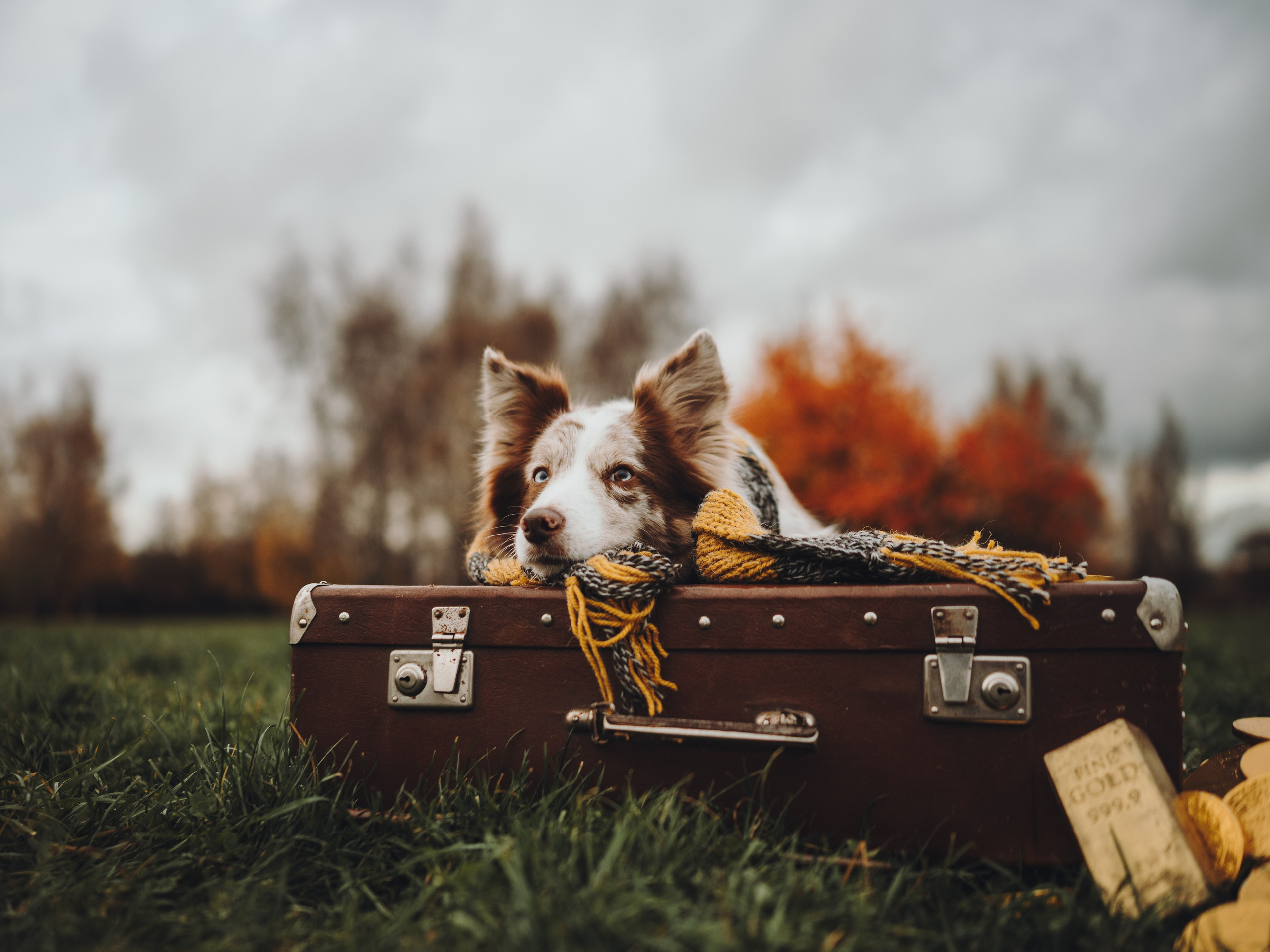 Лилу, Ри и Тучка. Семейный фотограф анималист Ананьева Мария — Москва