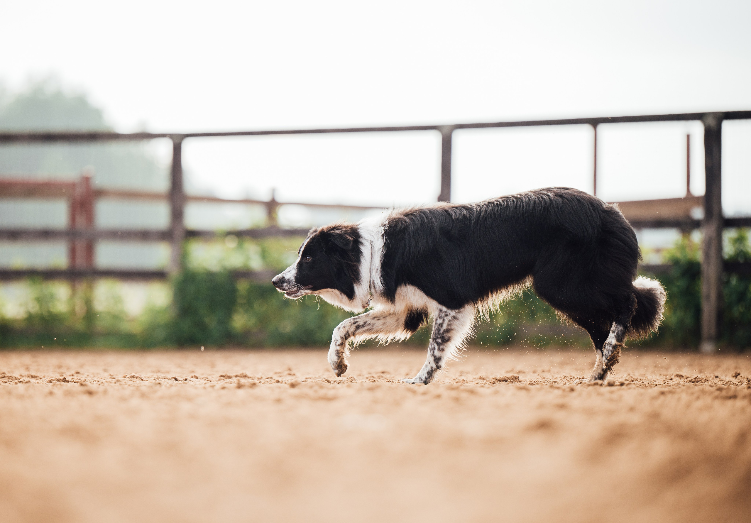 Пастьба. Семейный фотограф анималист Ананьева Мария — Москва