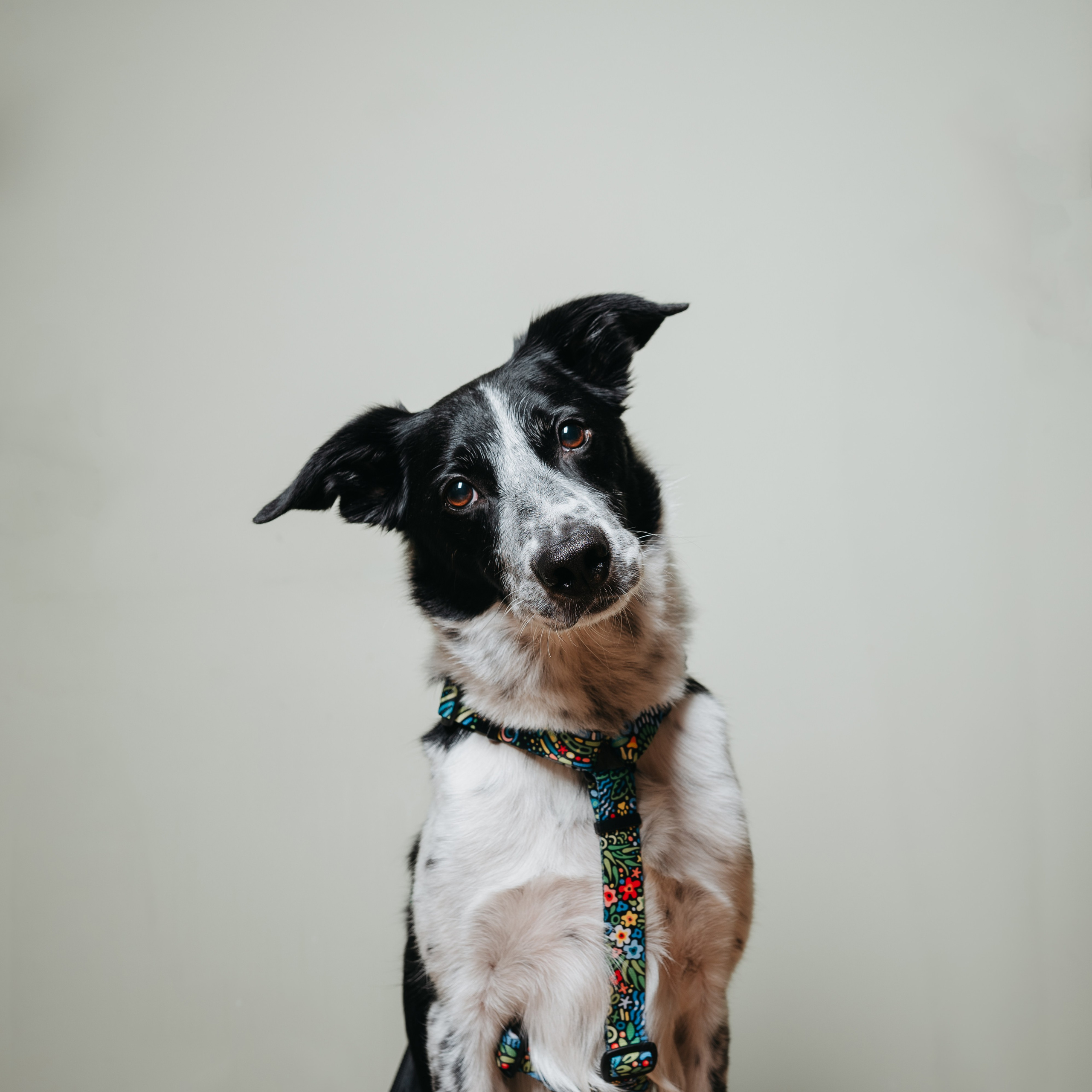 Cosmodog. Амуниция. Семейный фотограф анималист Ананьева Мария — Москва