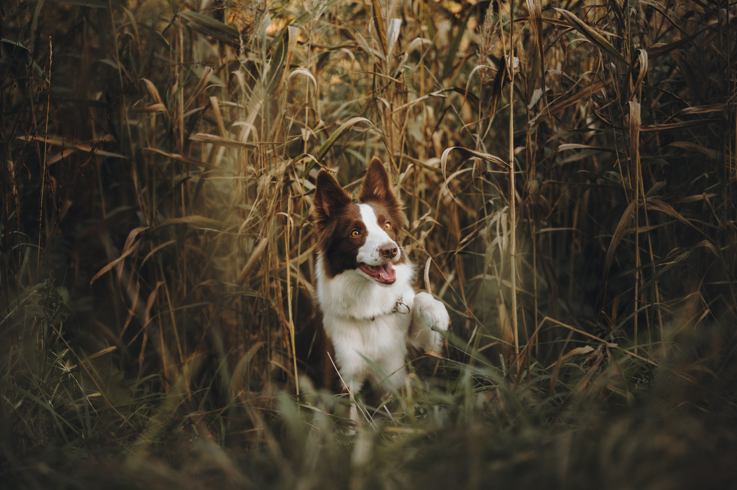 Даша, Мика и Теллур. Семейный фотограф анималист Ананьева Мария — Москва