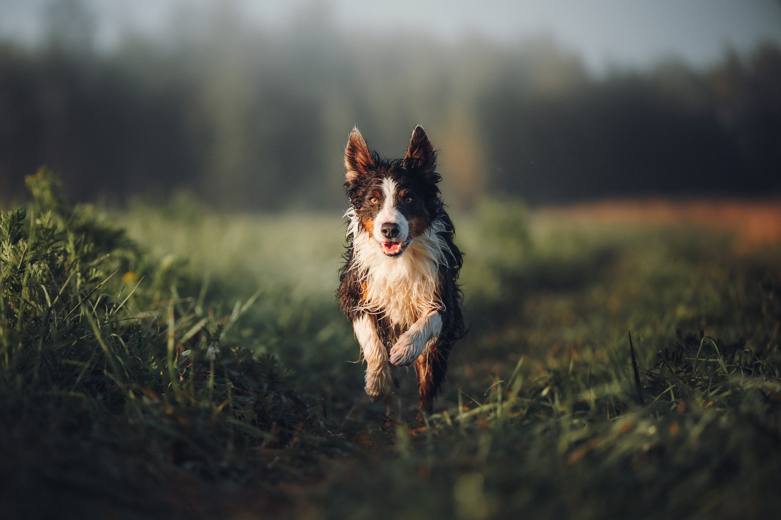 Саша, Флик и Эсприт. Семейный фотограф анималист Ананьева Мария — Москва