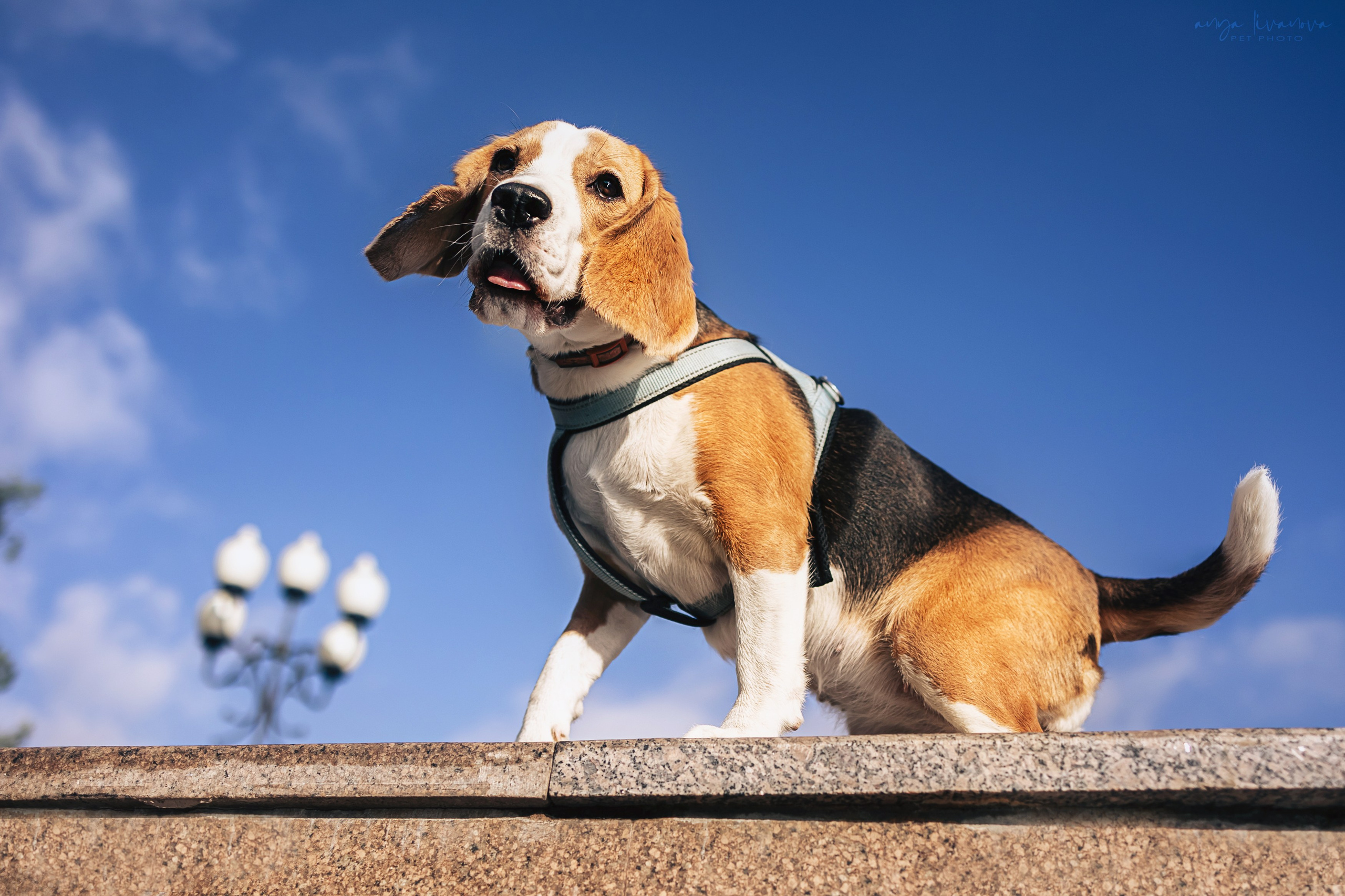 Диана и Дафна. Фотограф анималист Аня Ливанова | Рыбинск