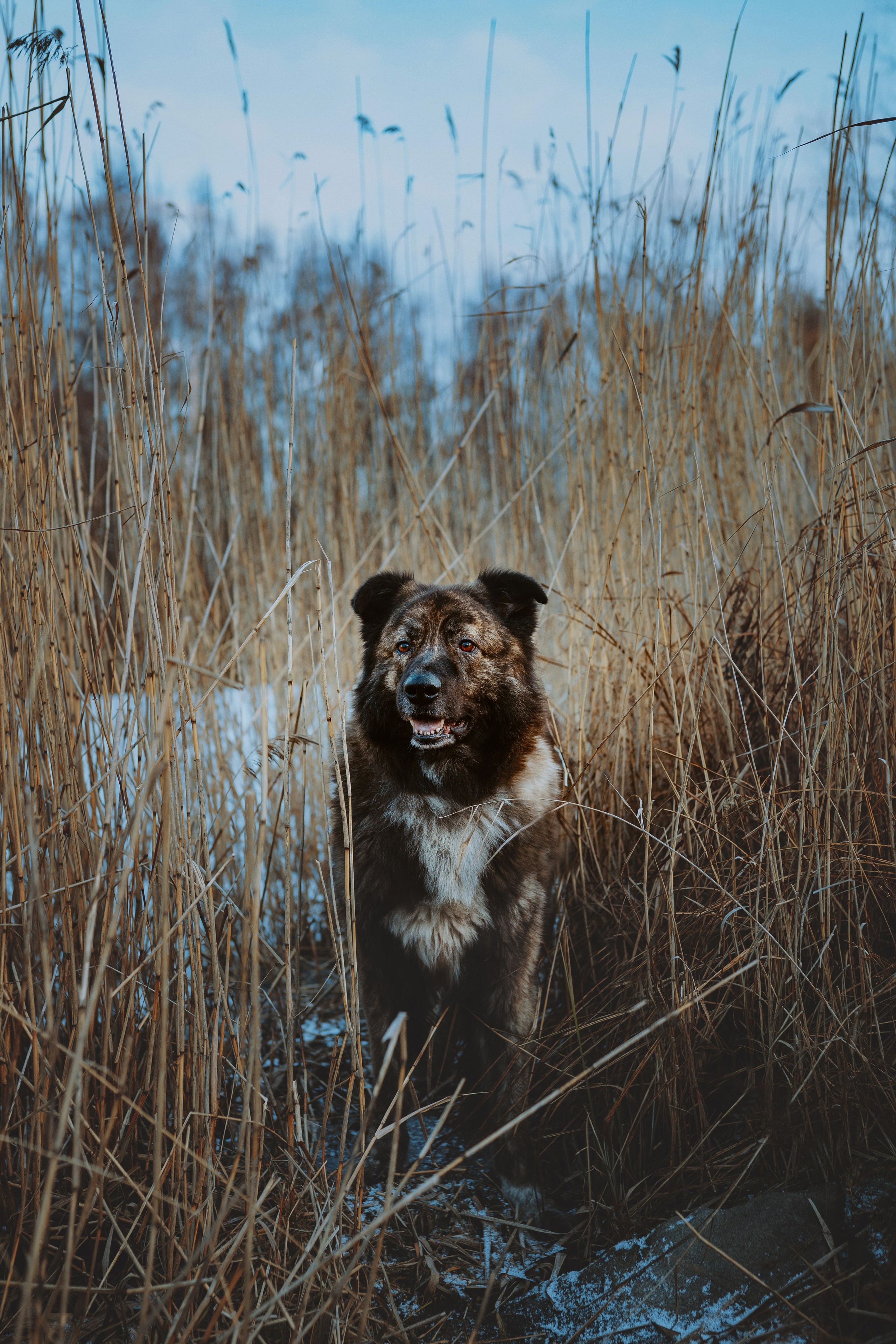 Творческая фотосессия фотографа анималиста. Фотограф анималист в Спб недорого Олеся Майорова