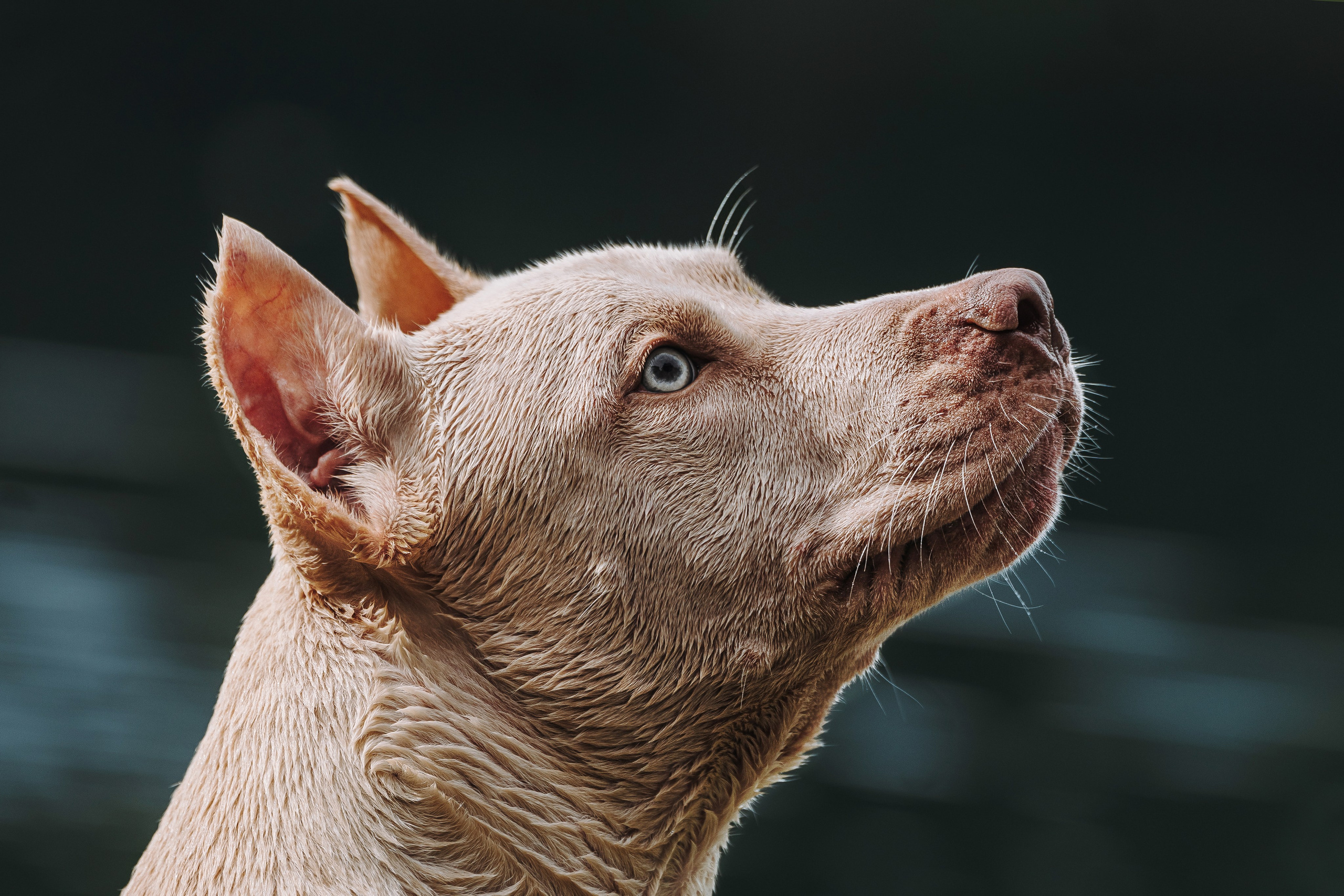 Оля и Гламур. Фотограф анималист в Спб недорого Олеся Майорова