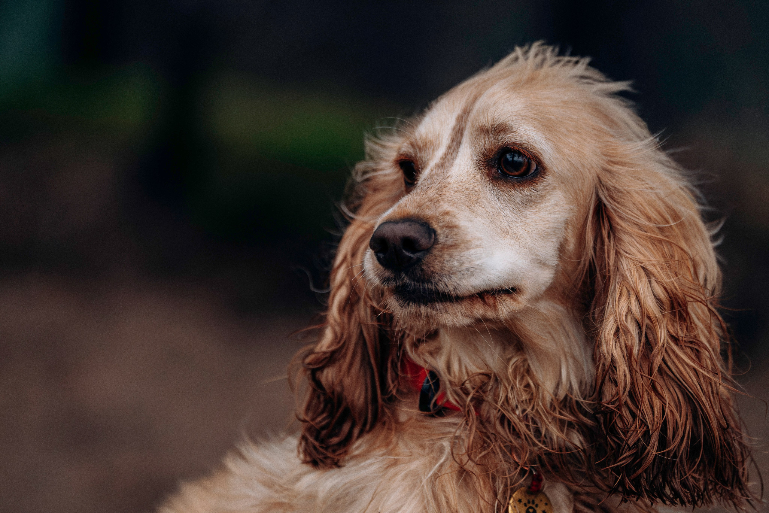 Асти, Крис и Александра. Фотограф анималист в Спб недорого Олеся Майорова