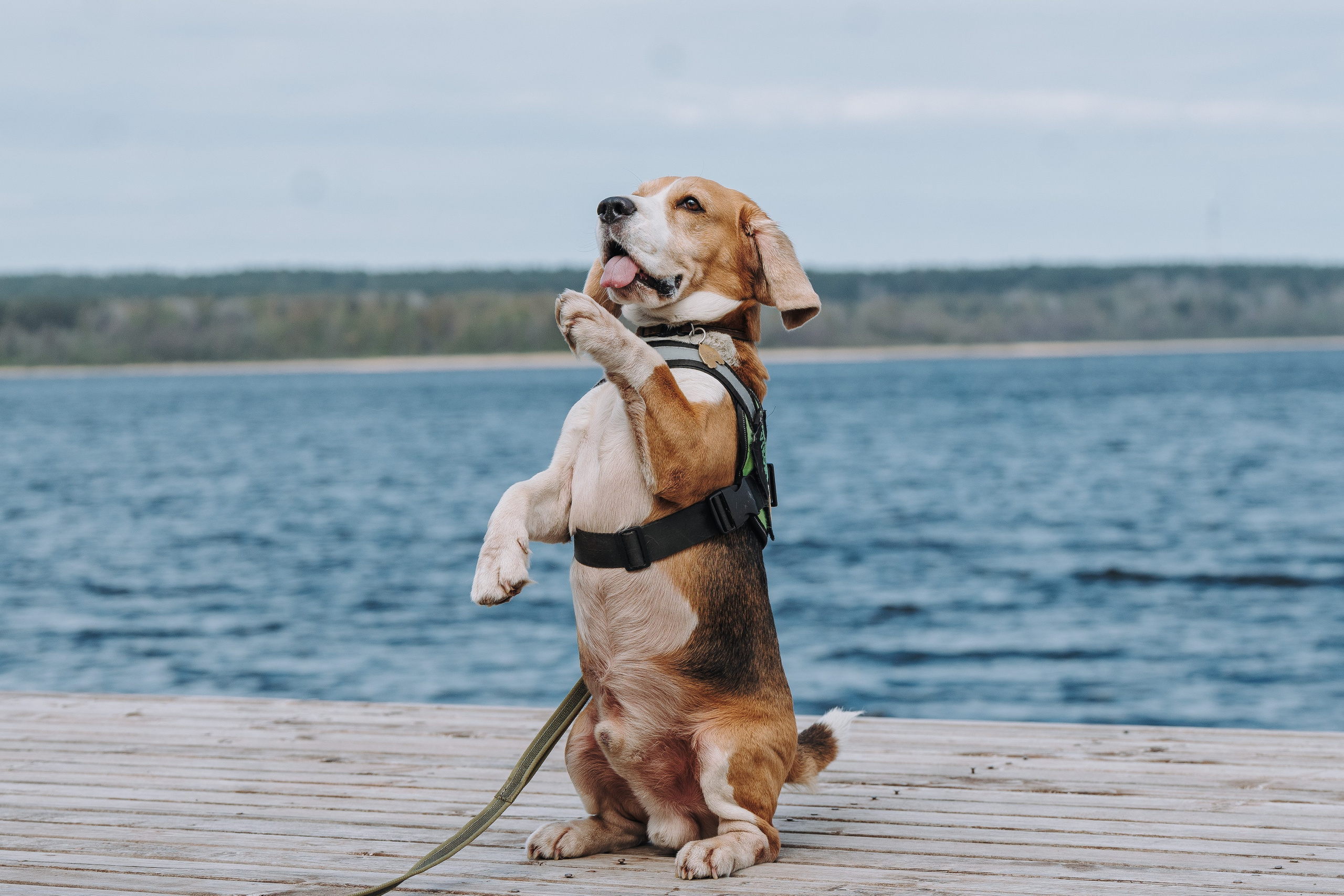Соревнования по ноузворку в Лосево. Фотограф анималист в Спб недорого Олеся Майорова