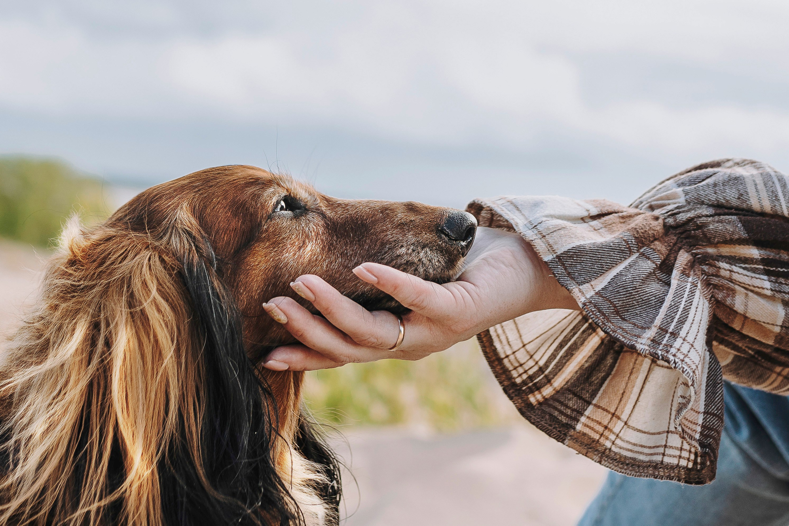 Фотосессия с длиношерстной таксой на пляжн. Фотограф анималист в Спб недорого Олеся Майорова