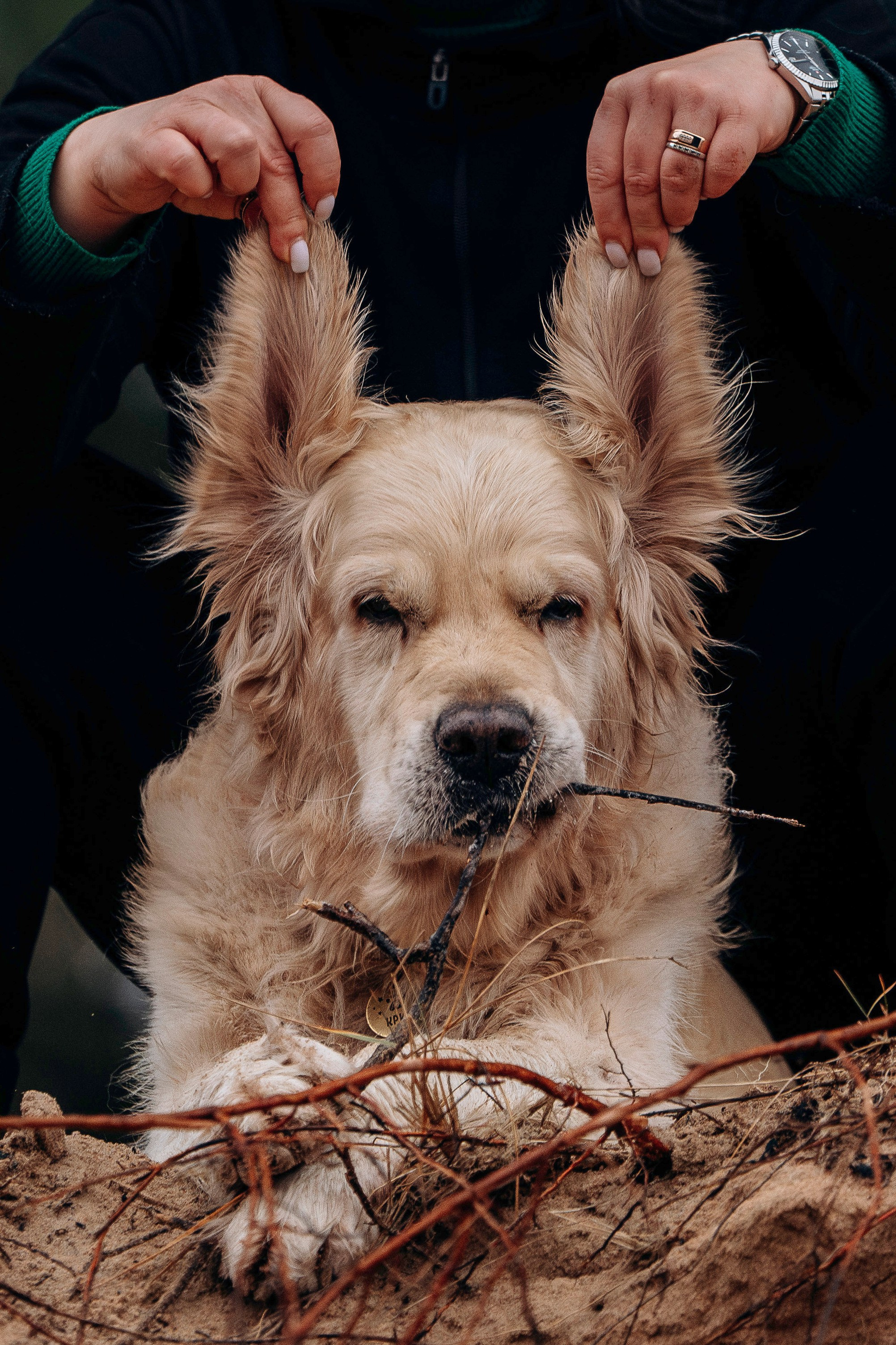 Асти, Крис и Александра. Фотограф анималист в Спб недорого Олеся Майорова