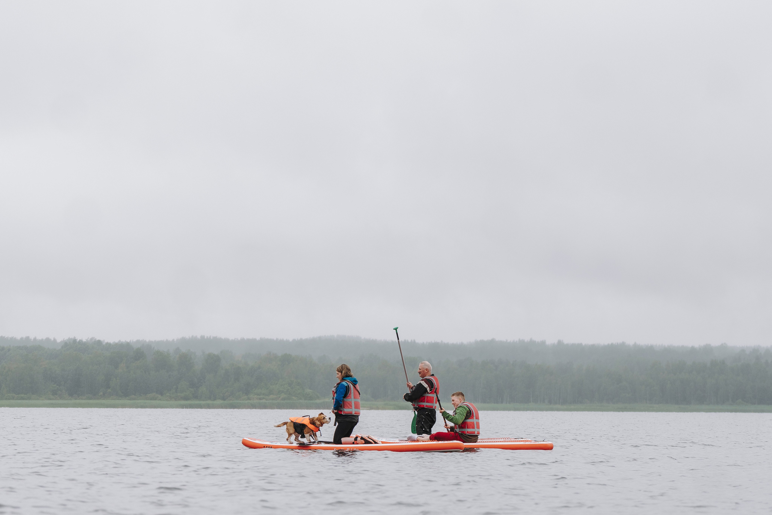 Катание на сапах с собаками. Фотограф анималист в Спб недорого Олеся Майорова