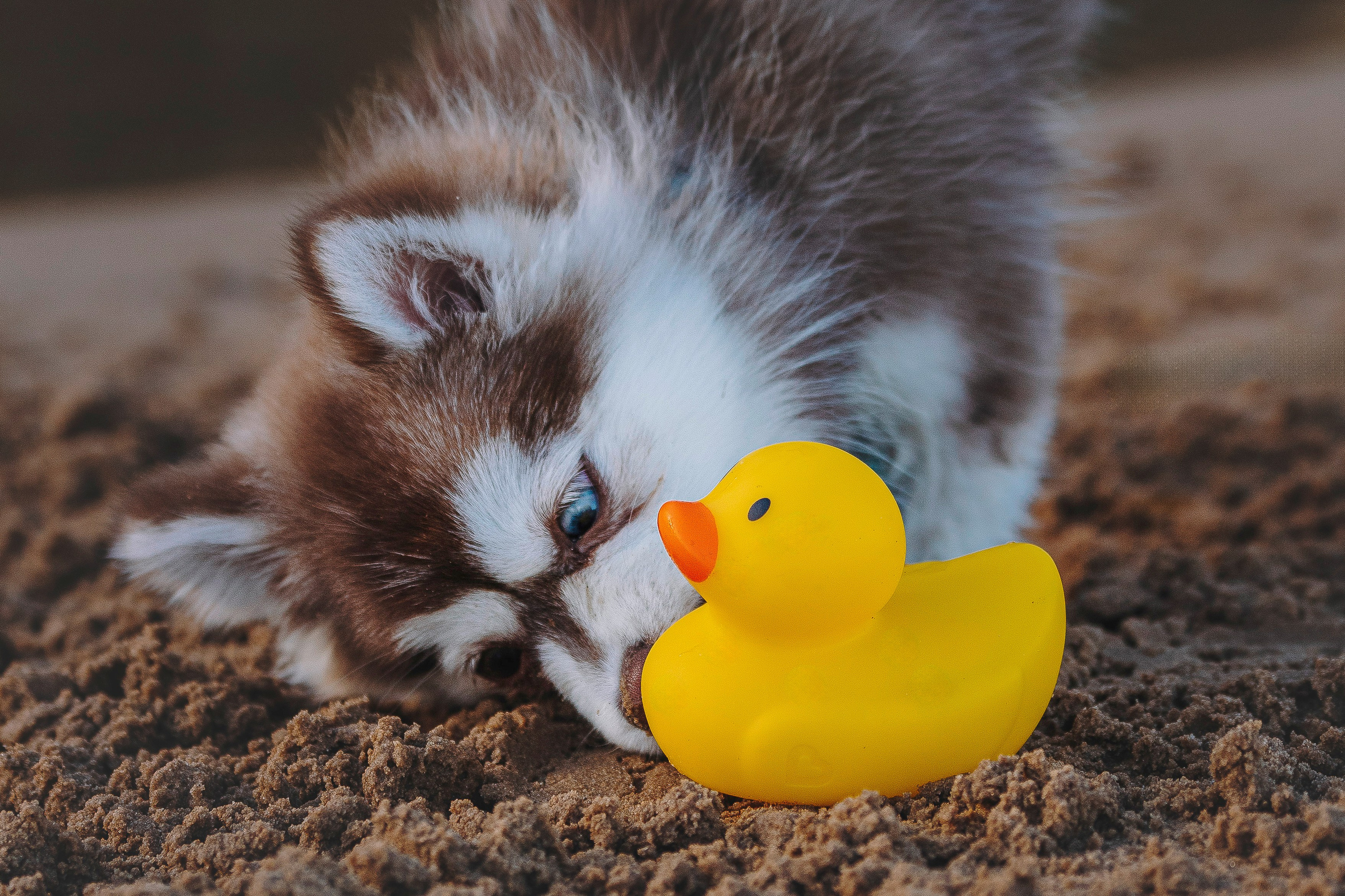 Катерина и Дрэка. Фотограф анималист в Спб недорого Олеся Майорова