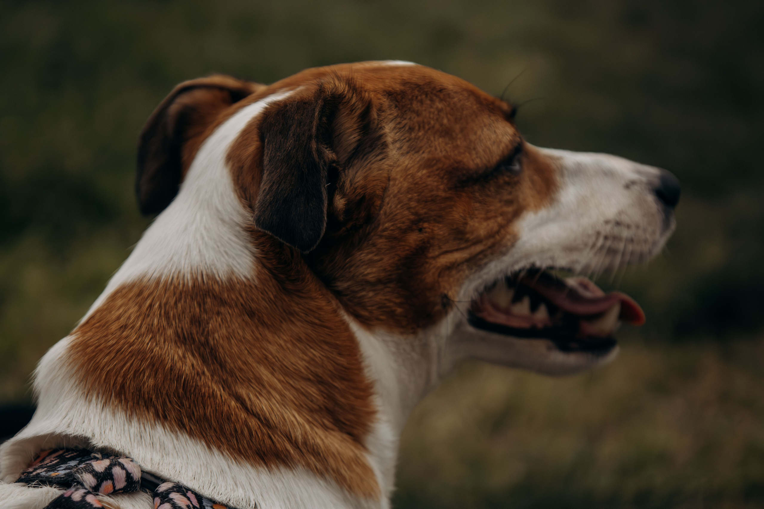 Моя маленькая спутница: Банни и Настя в Южнобутовском парке. Фотограф-анималист в Москве Екатерина Тихонова