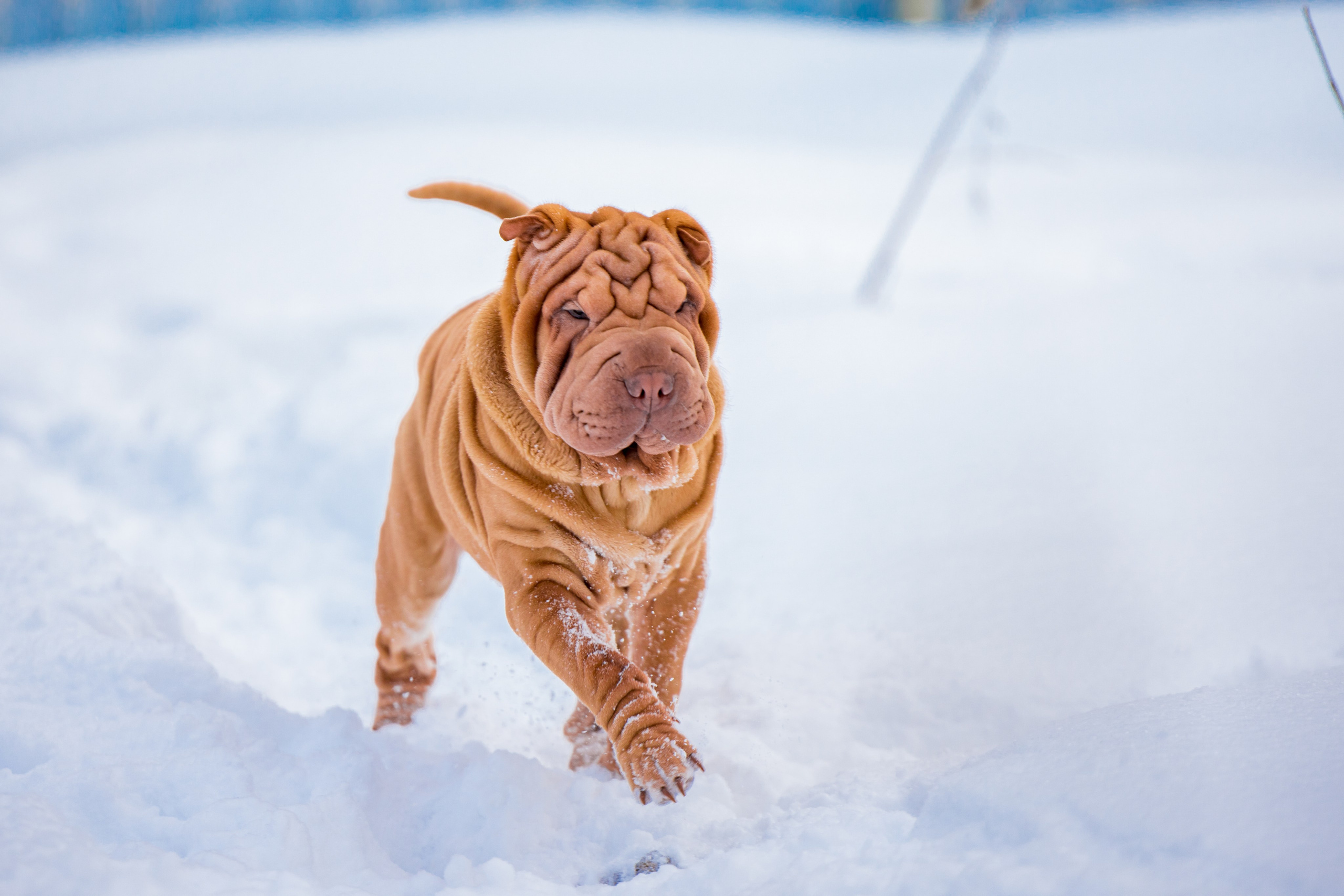 В гостях у шарпеев 16.01.2024. Фотограф-анималист Юлия Германика