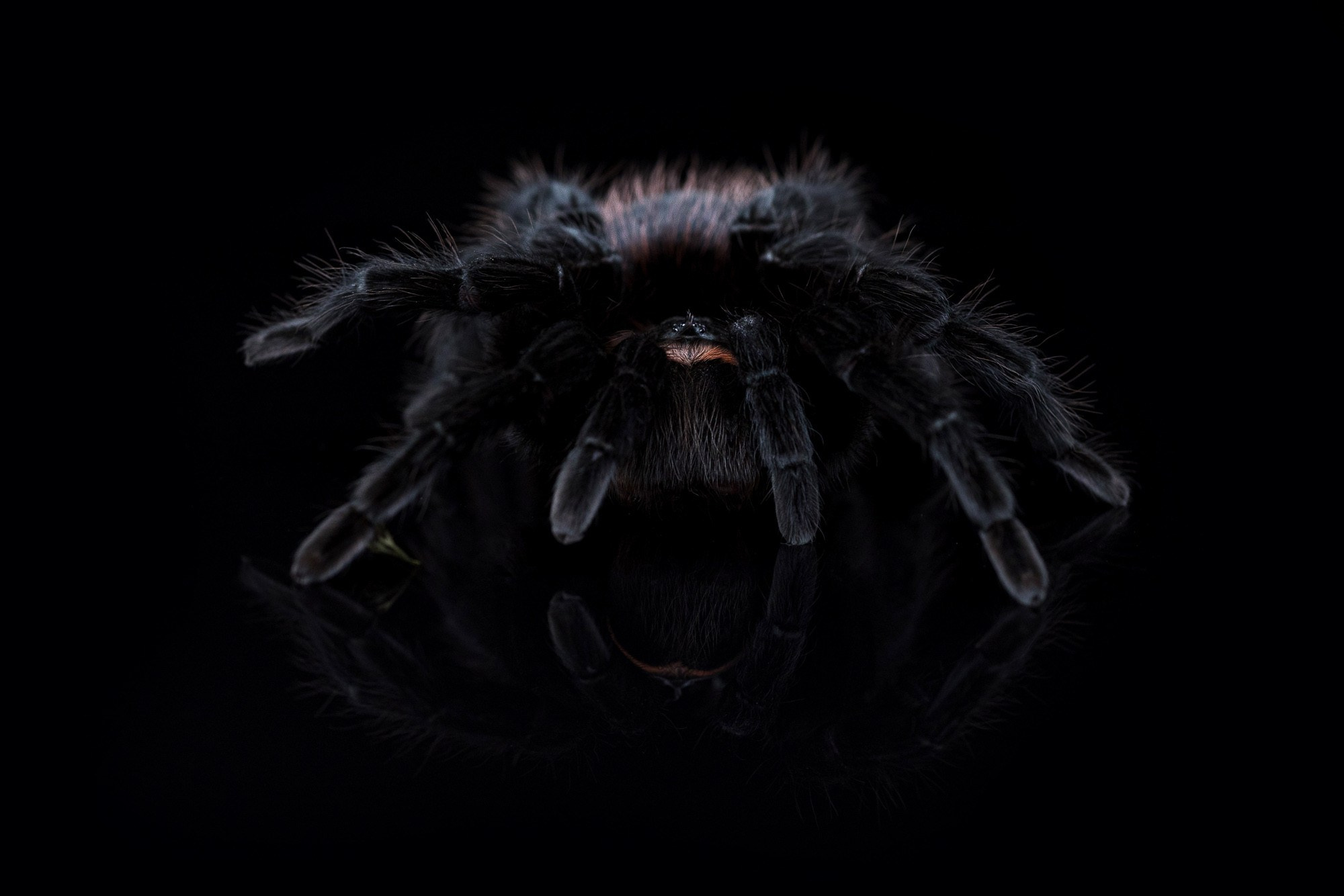 Питомцы. Фотоателье и полиграфия | Красивые фотосессии, сувениры с фото | Ремонт смартфонов, ноутбуков и техники в Коломне Zinovyev Team