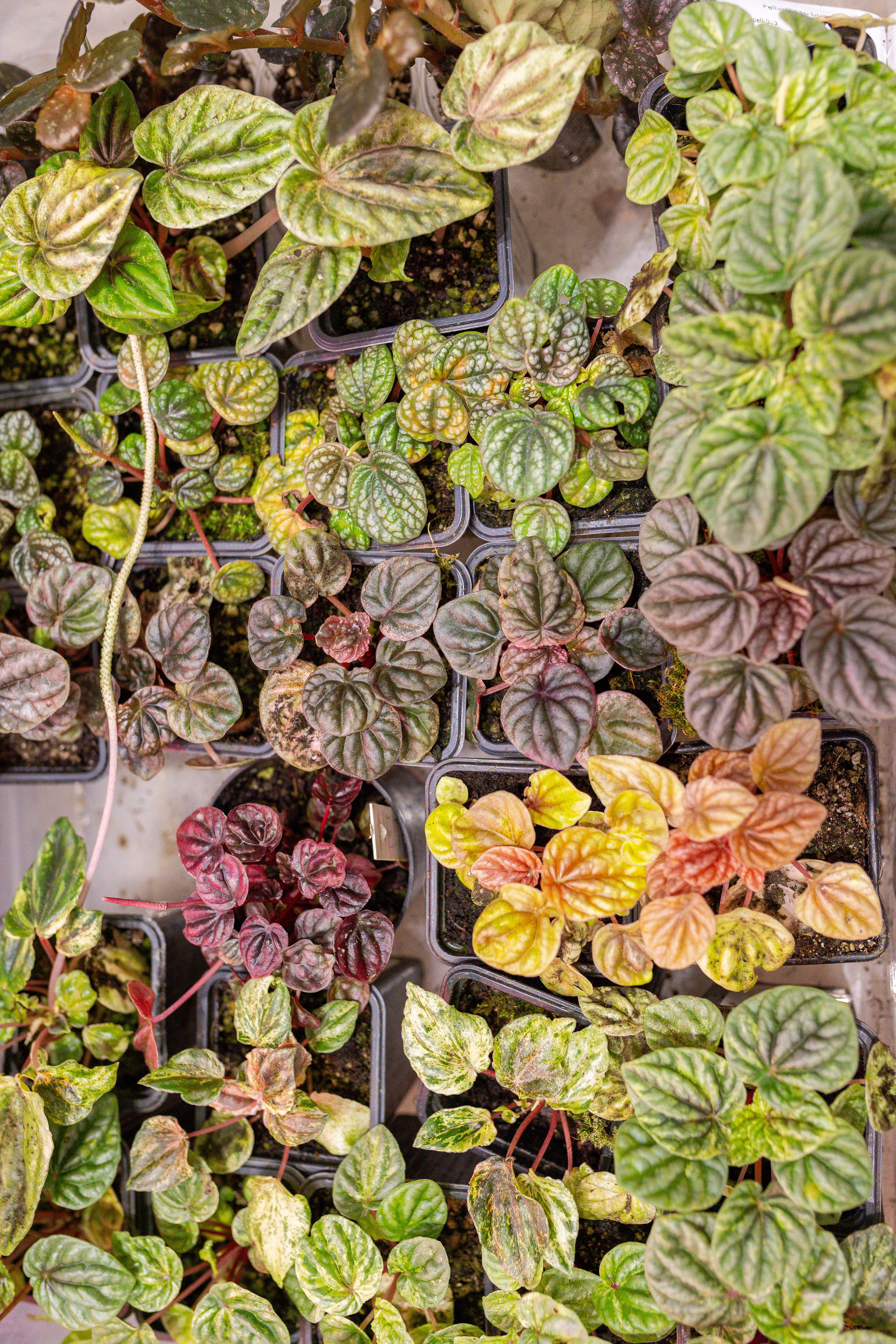 Монстериум 11–12 октября. Александра Куликова фотограф, Москва