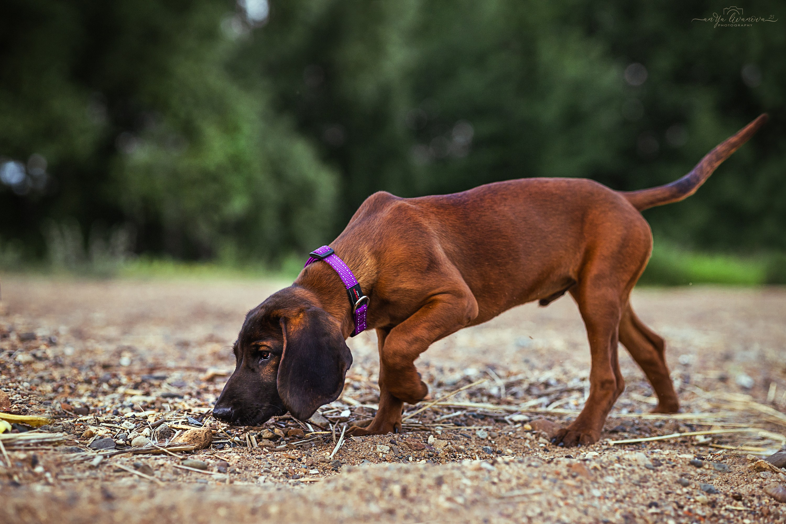 Баварчик. Фотограф анималист Аня Ливанова | Рыбинск