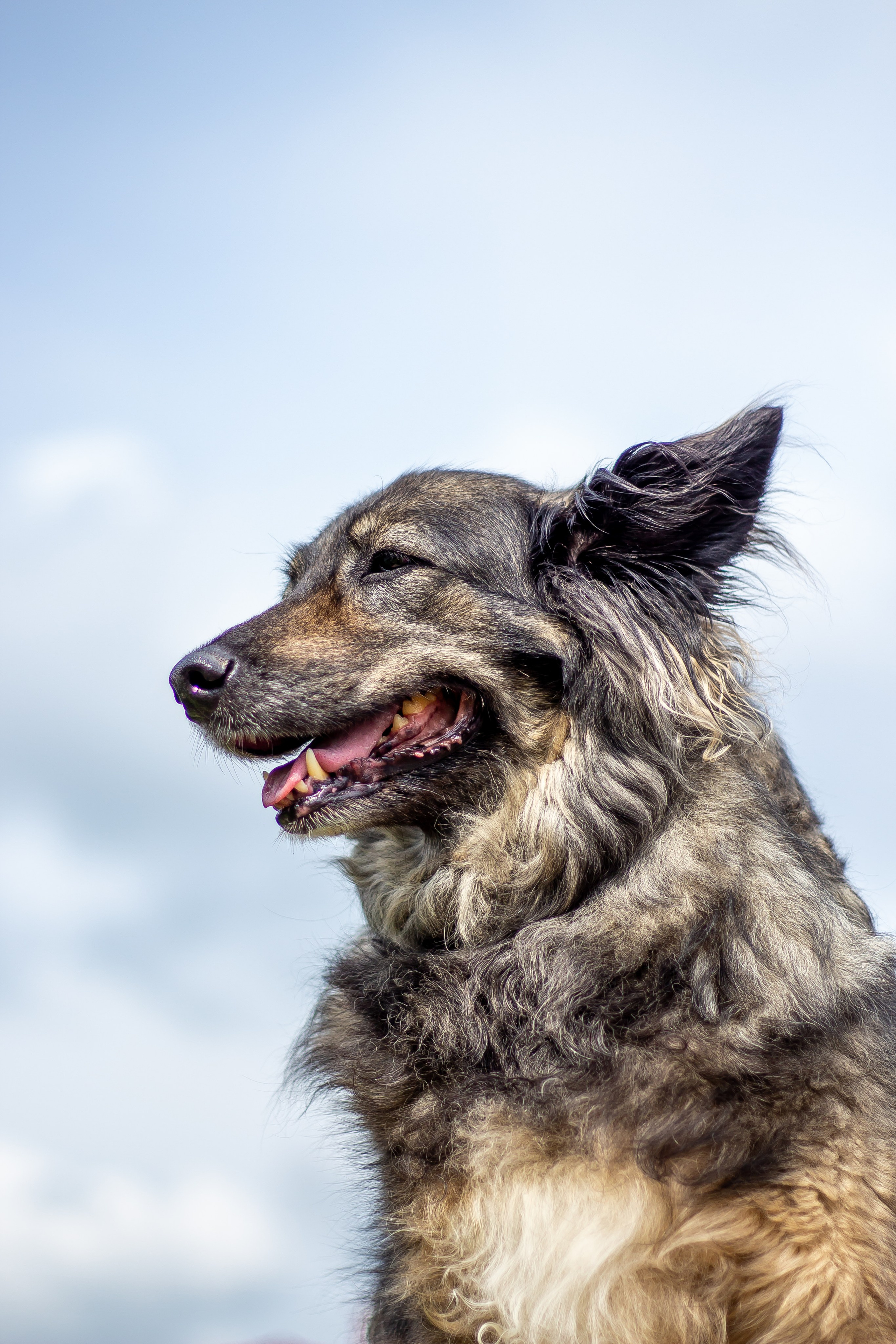 Собачья жизнь — Зоогостиница «Счастливые мечтатели». Фотограф • Орехово-Зуево • Балашиха • TEFO