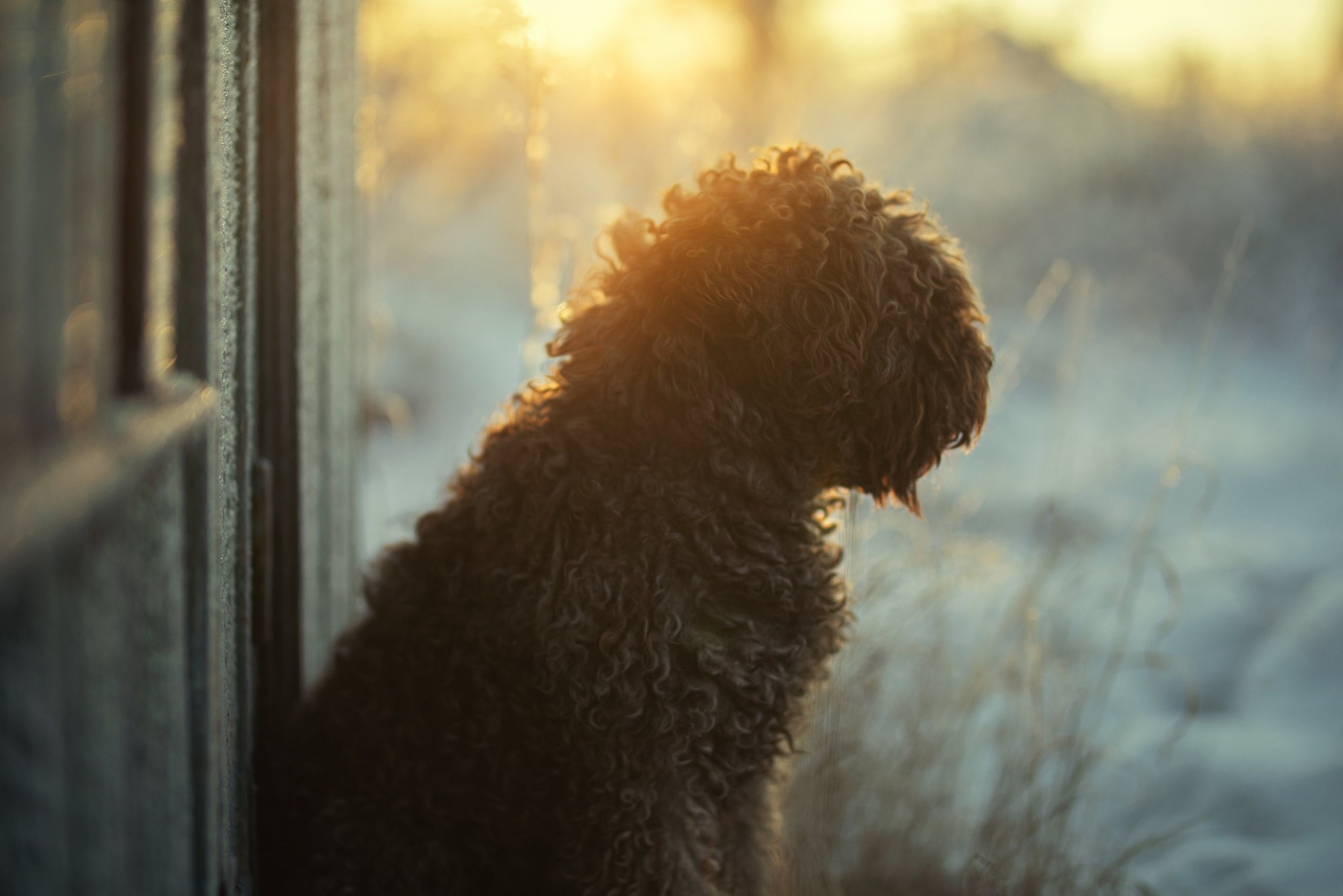Обучение анималистической фотографии
