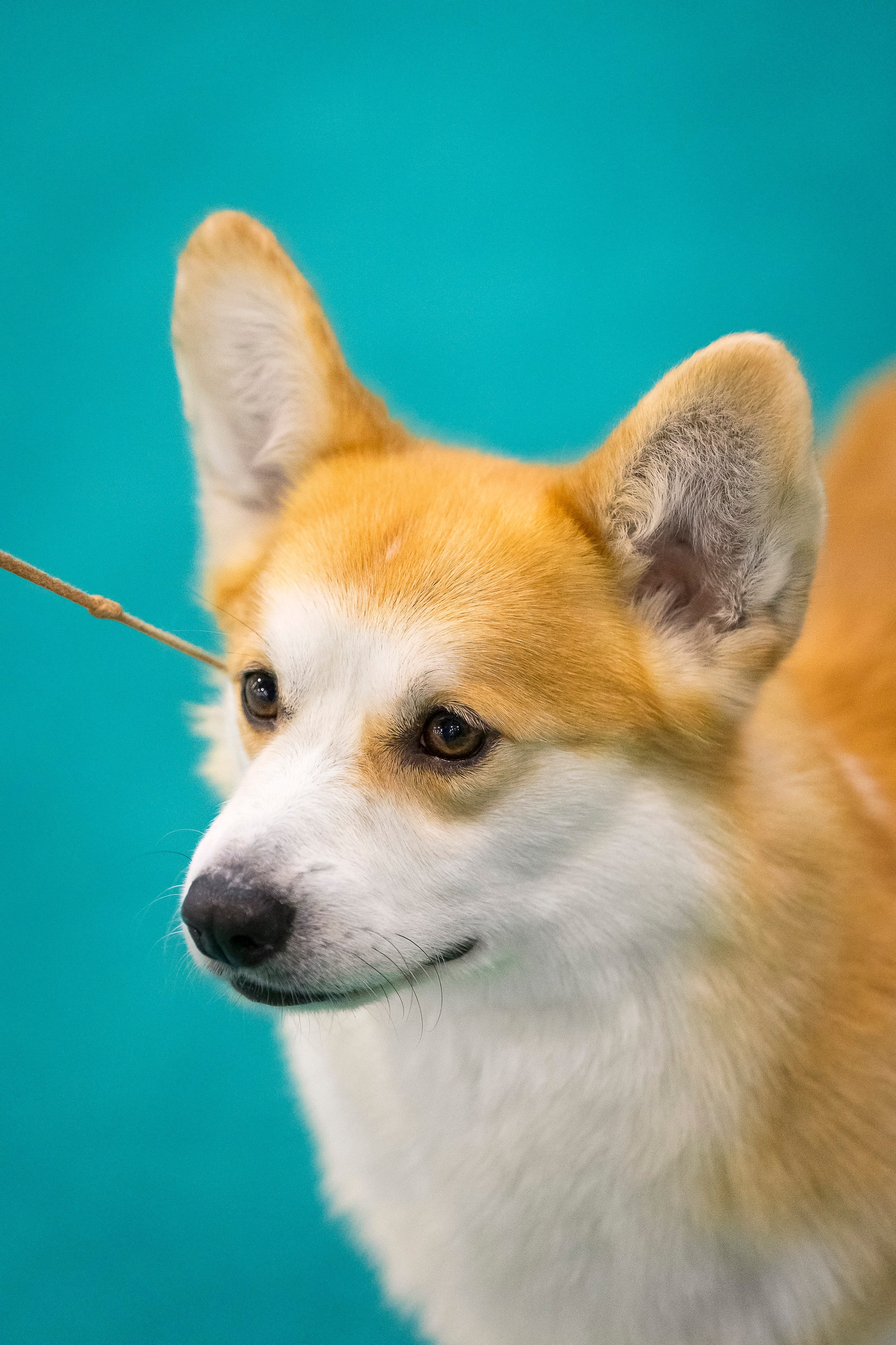 Крокус 10.02. Фотограф анималист, семейный фотограф, фотограф собак Комратова Мария. г. Москва