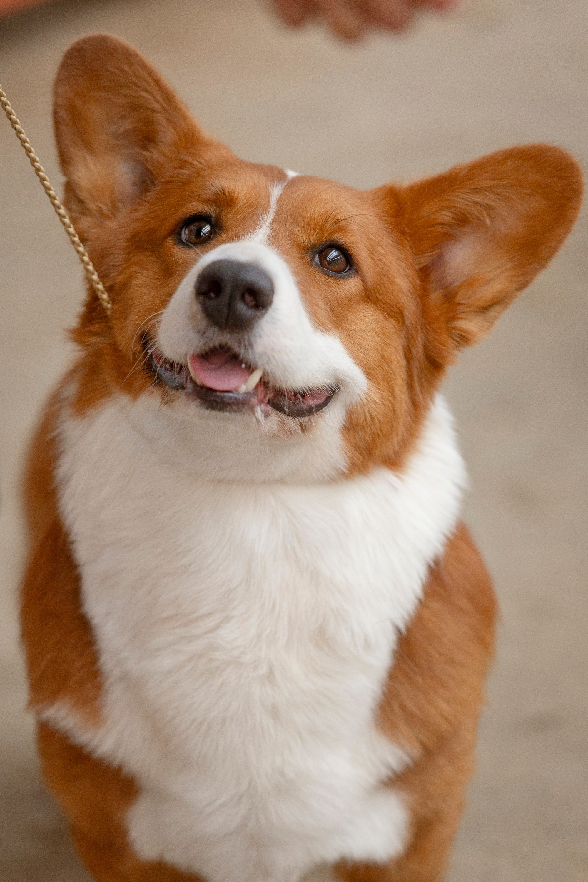 Россия 2024. Фотограф анималист, семейный фотограф, фотограф собак Комратова Мария. г. Москва