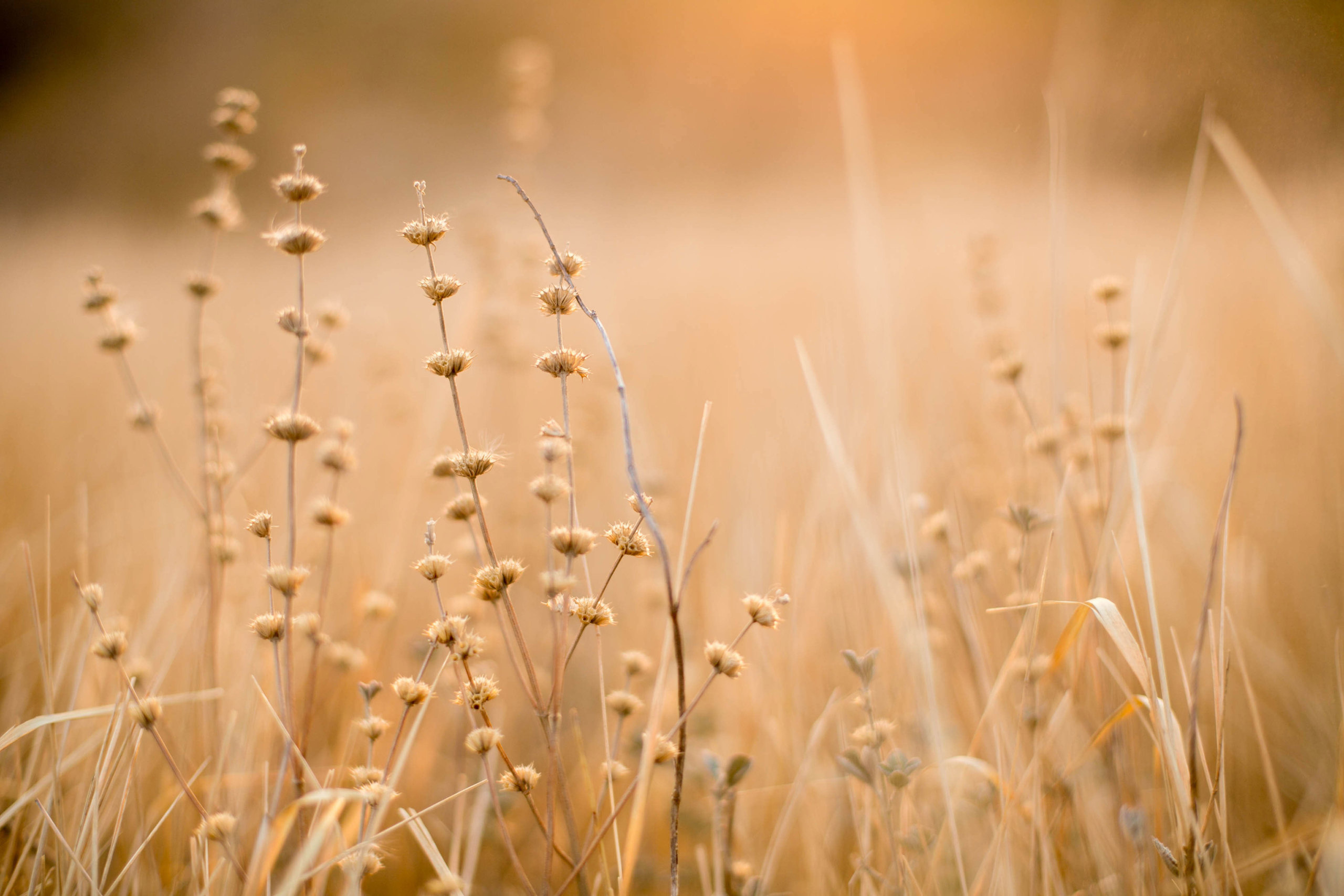 Легенды осени. Семейный и детский фотограф в Ростове-на-Дону Мария Курутина