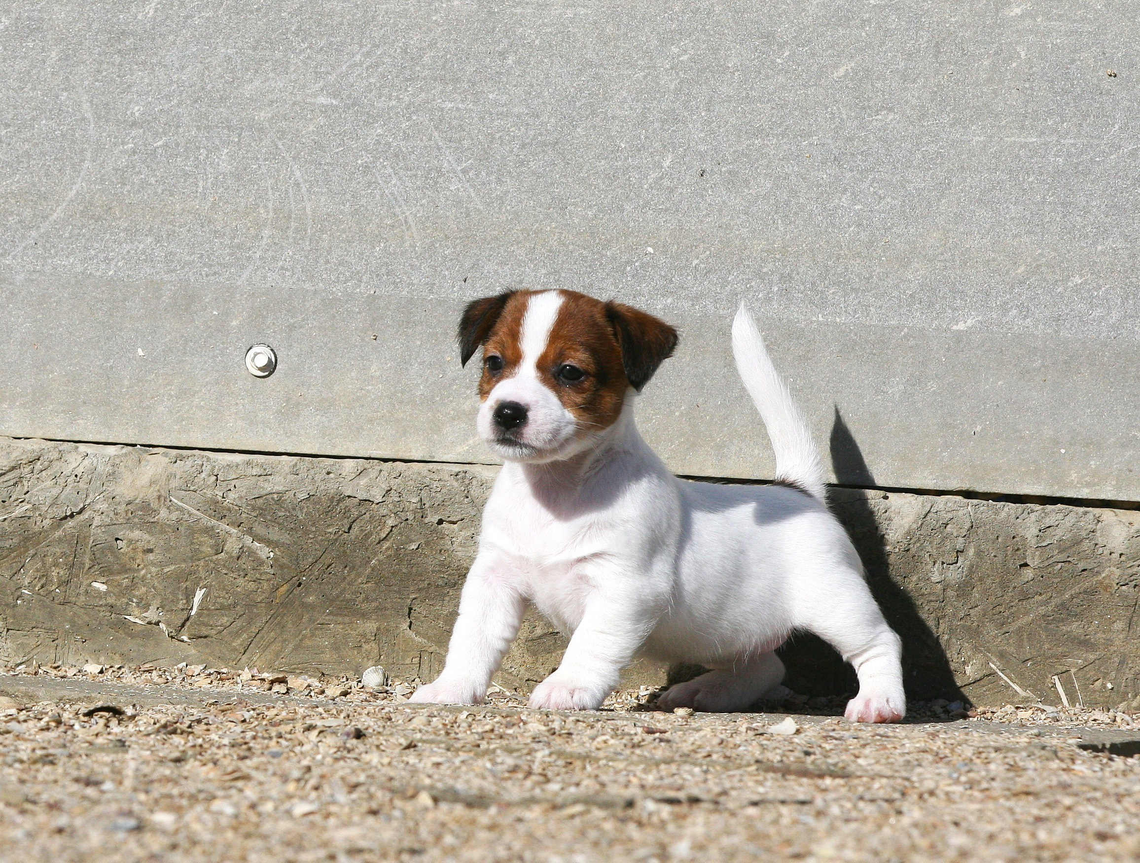 Female 2 not available at this moment. Lovely-Orange питомник джек рассел терьеров