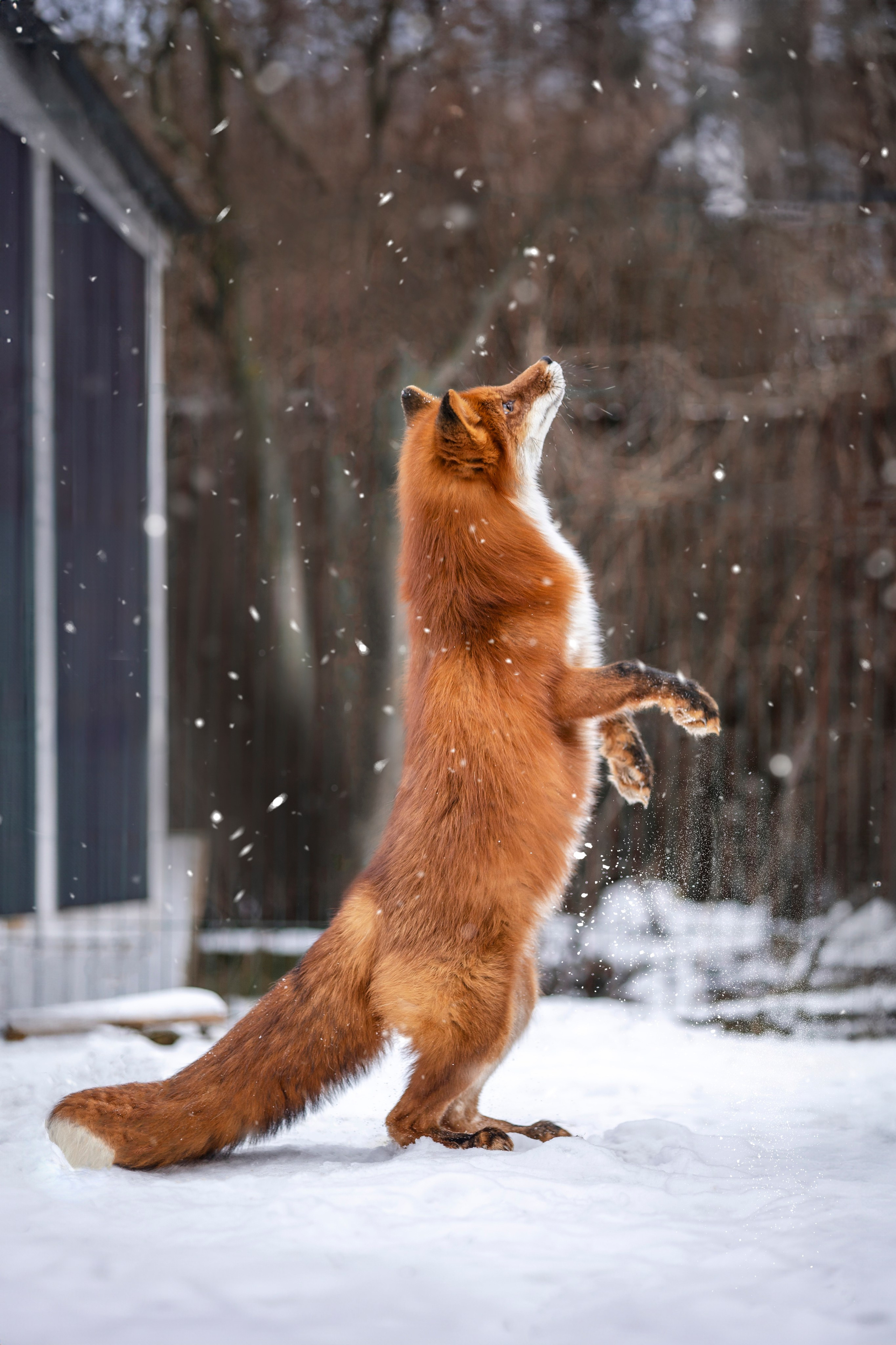 Съемка с лисами. Анастасия Белаш