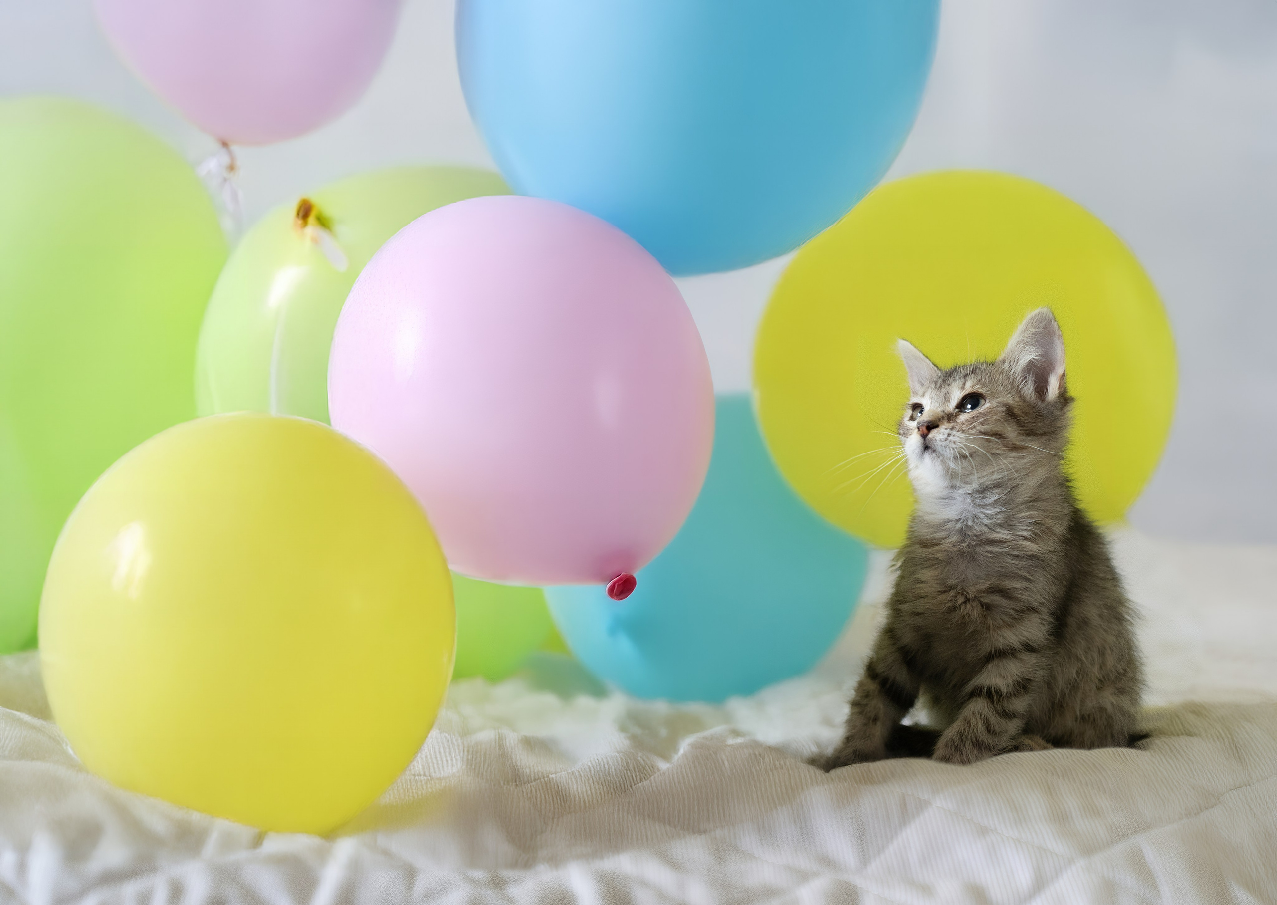 Благотворительная съёмка для котят в Москве