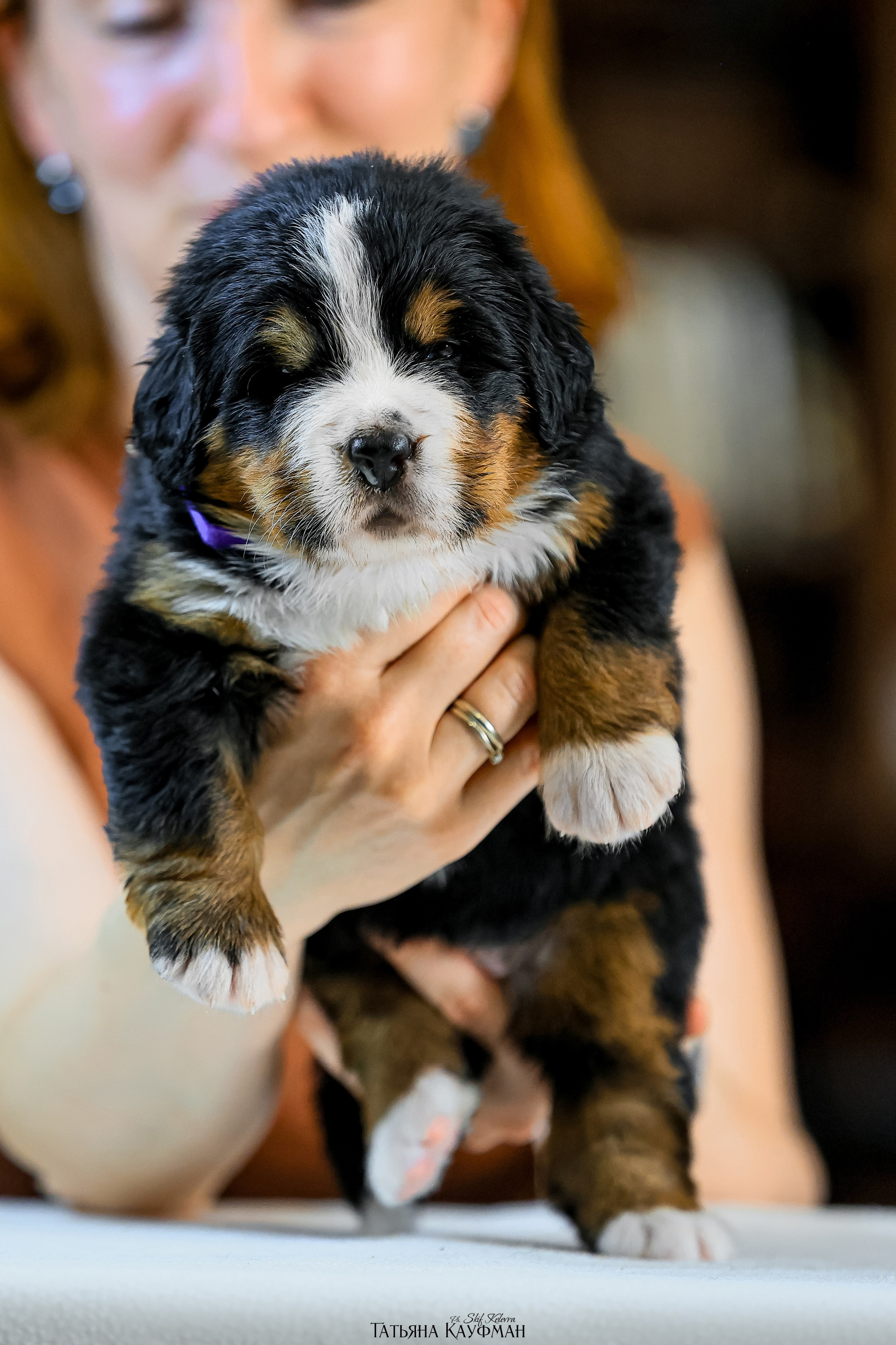 Бернские зенненхуды. Фотограф Анималист из Новосибирска Татьяна Кауфман