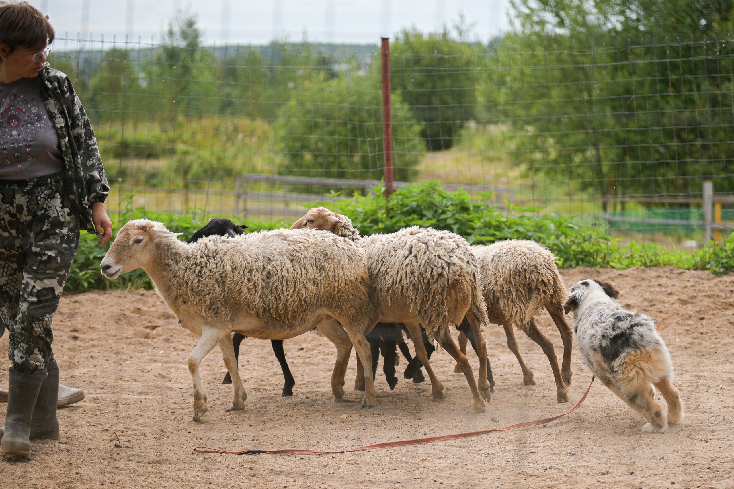 Пастьба собак. Творческий фотограф Вологда
