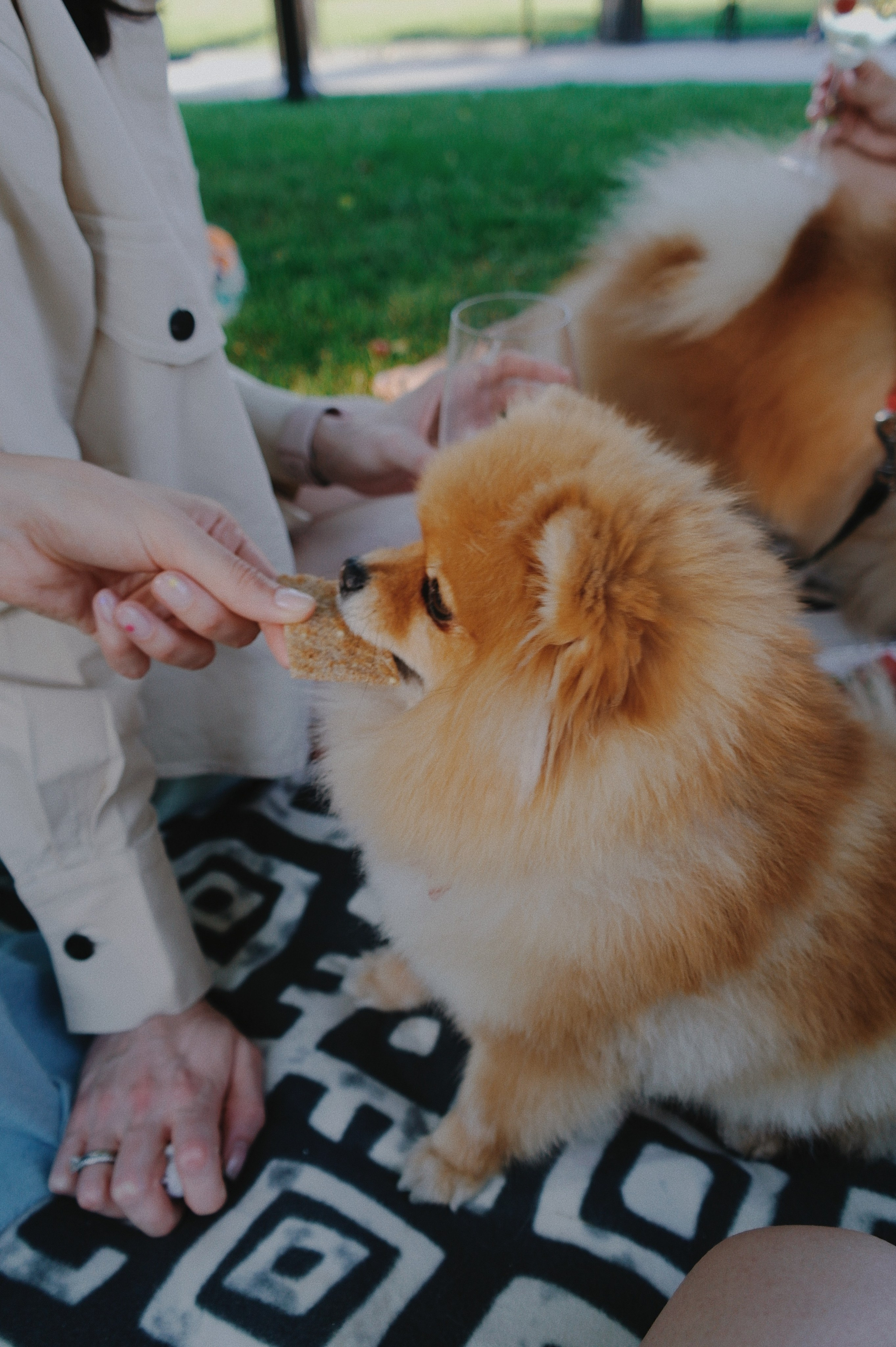 Питомцы. Татьян гертье