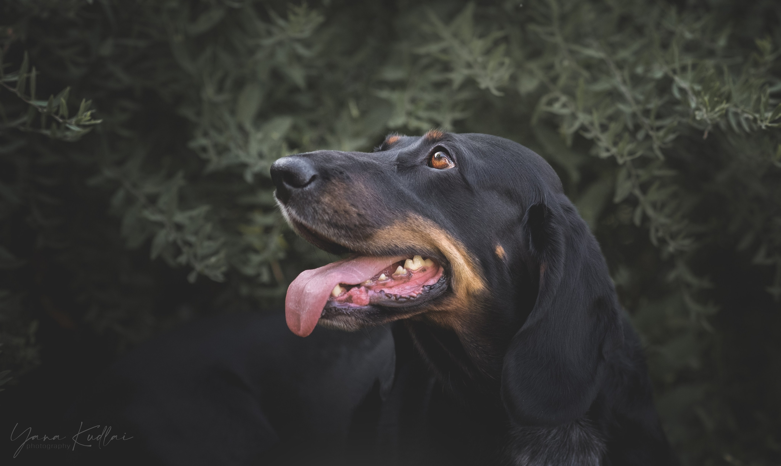 Фотограф анималист Ставрополь Яна Кудлай
