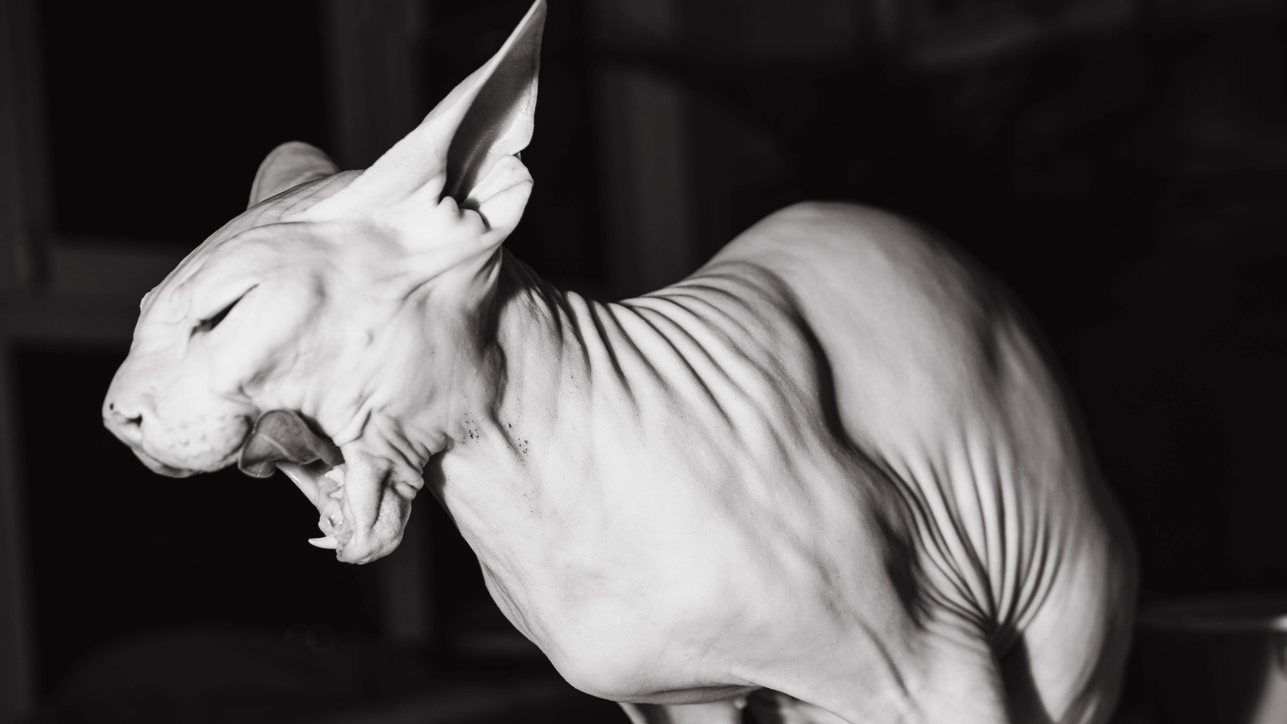 Анастасия Лотарева, фотограф в Москве