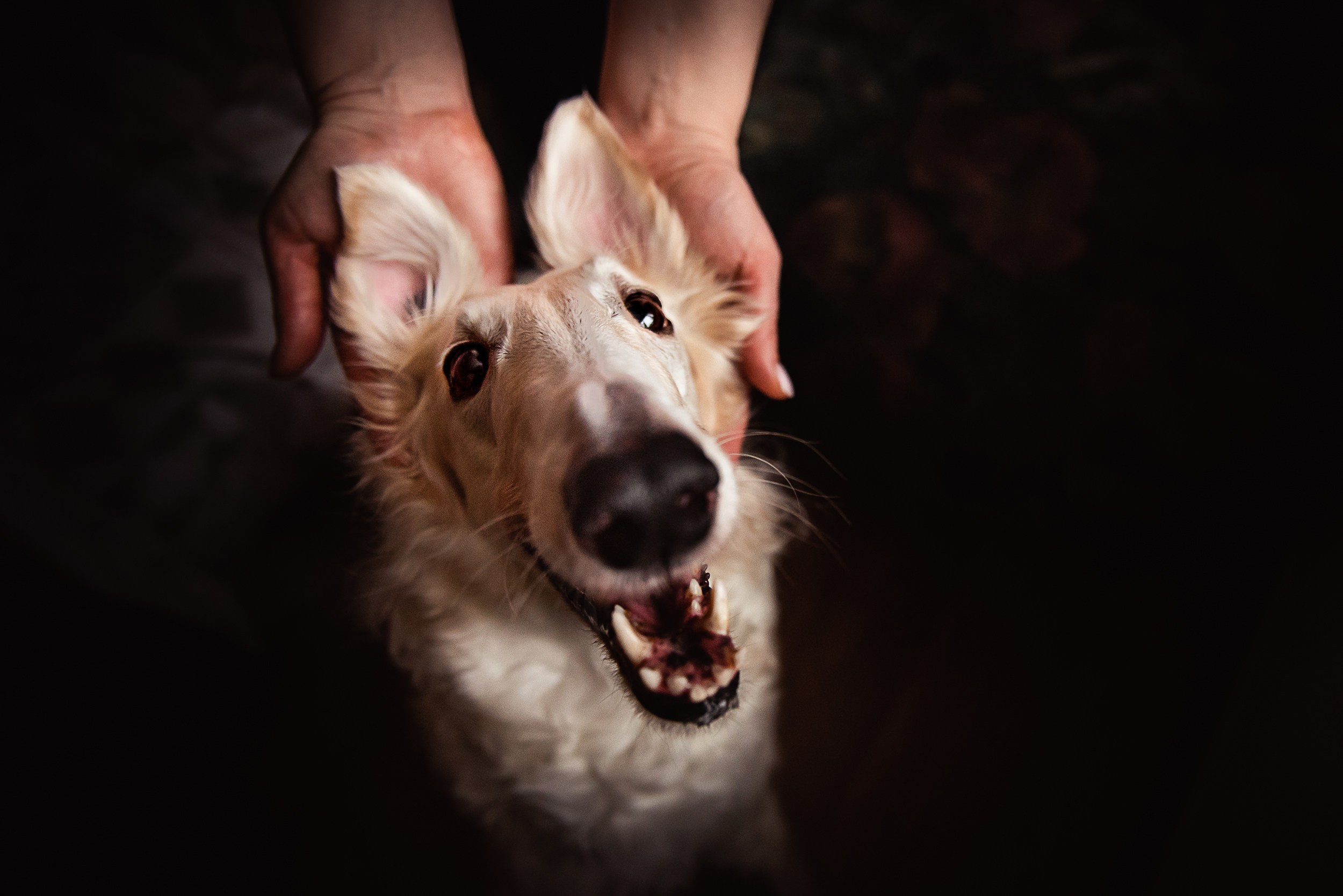 Квартира с картинами. Алиса, Андрей и их пушистая семья. Семейный Фотограф в Москве Ирина Хохлова