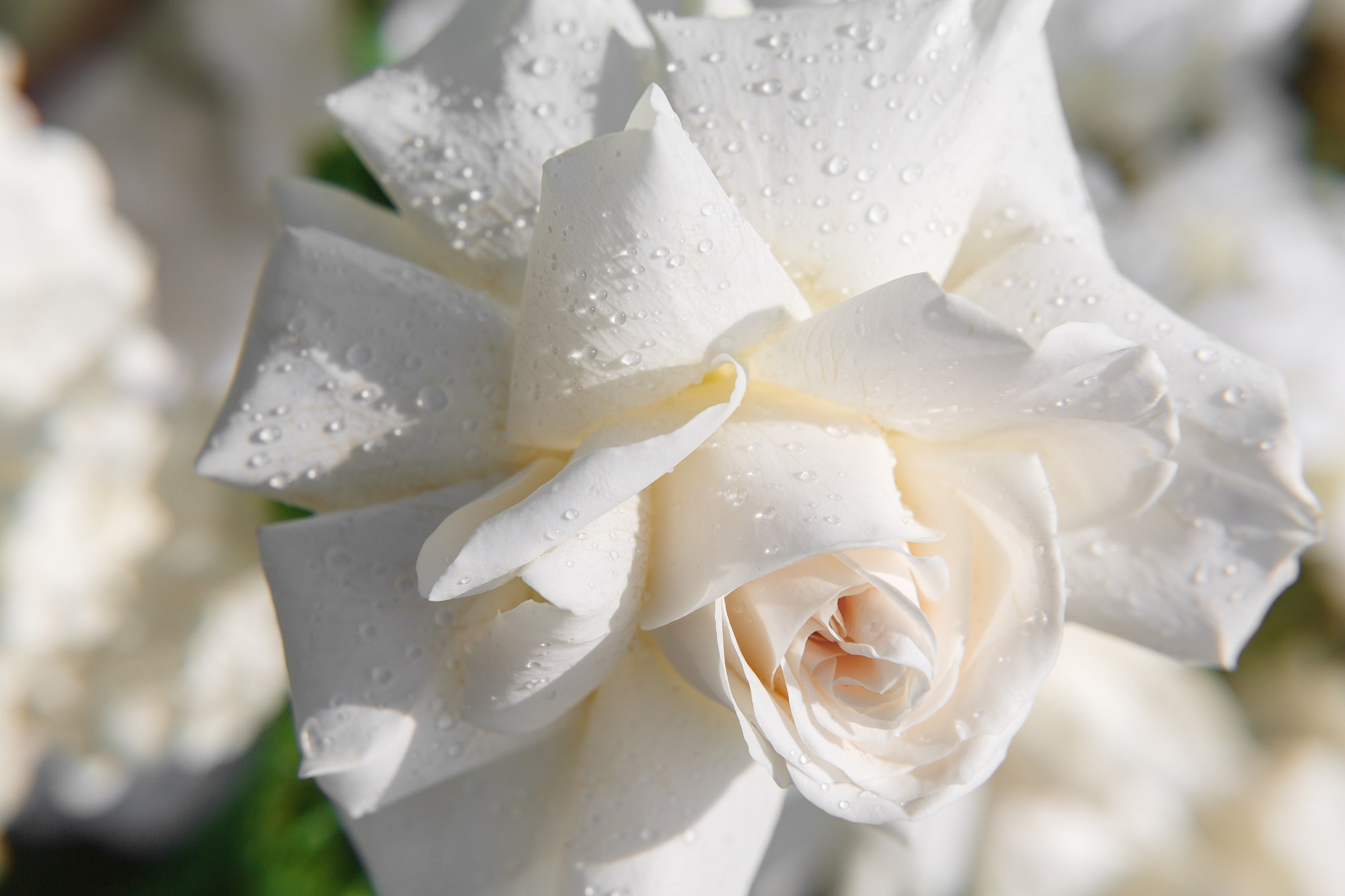 Royal Beach. Свадебный фотограф в Санкт-Петербурге Наталья Вендт