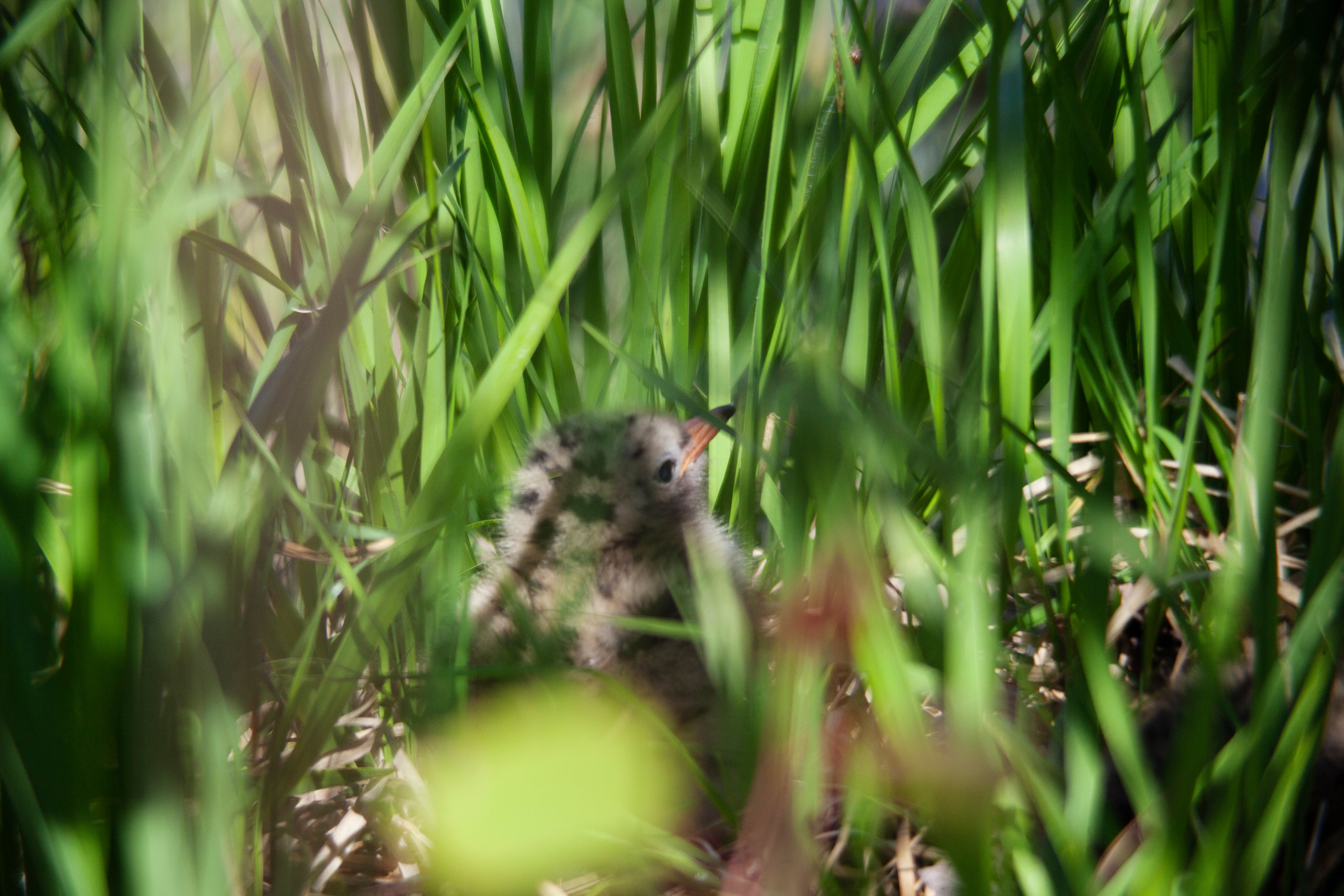 Крачки. Фотограф Адигамова Юлия в Петербурге