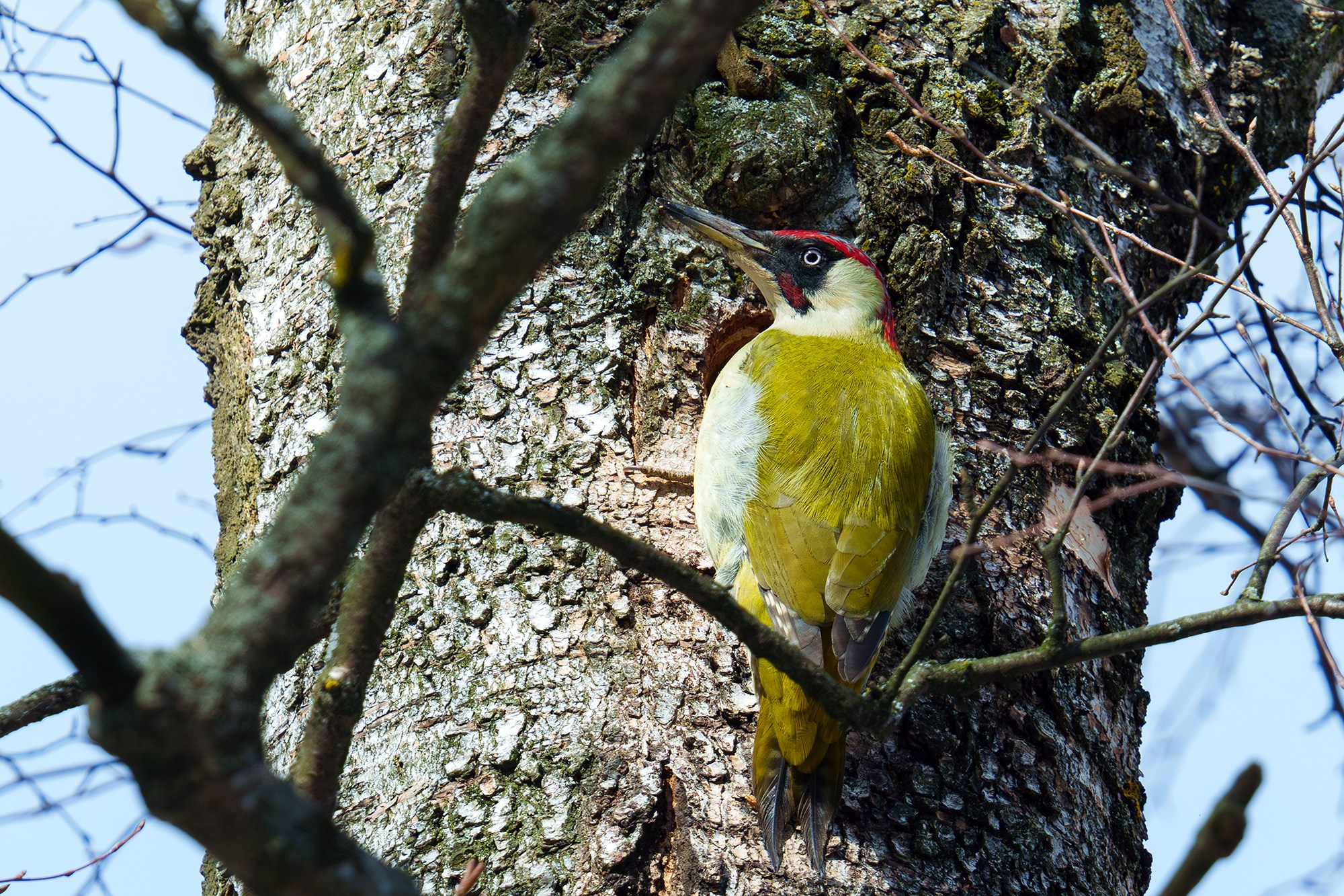 Удивительные мир птиц. Вокруг нас столько прекрасного — присмотритесь!. Ваш личный фотограф Марина Волкова