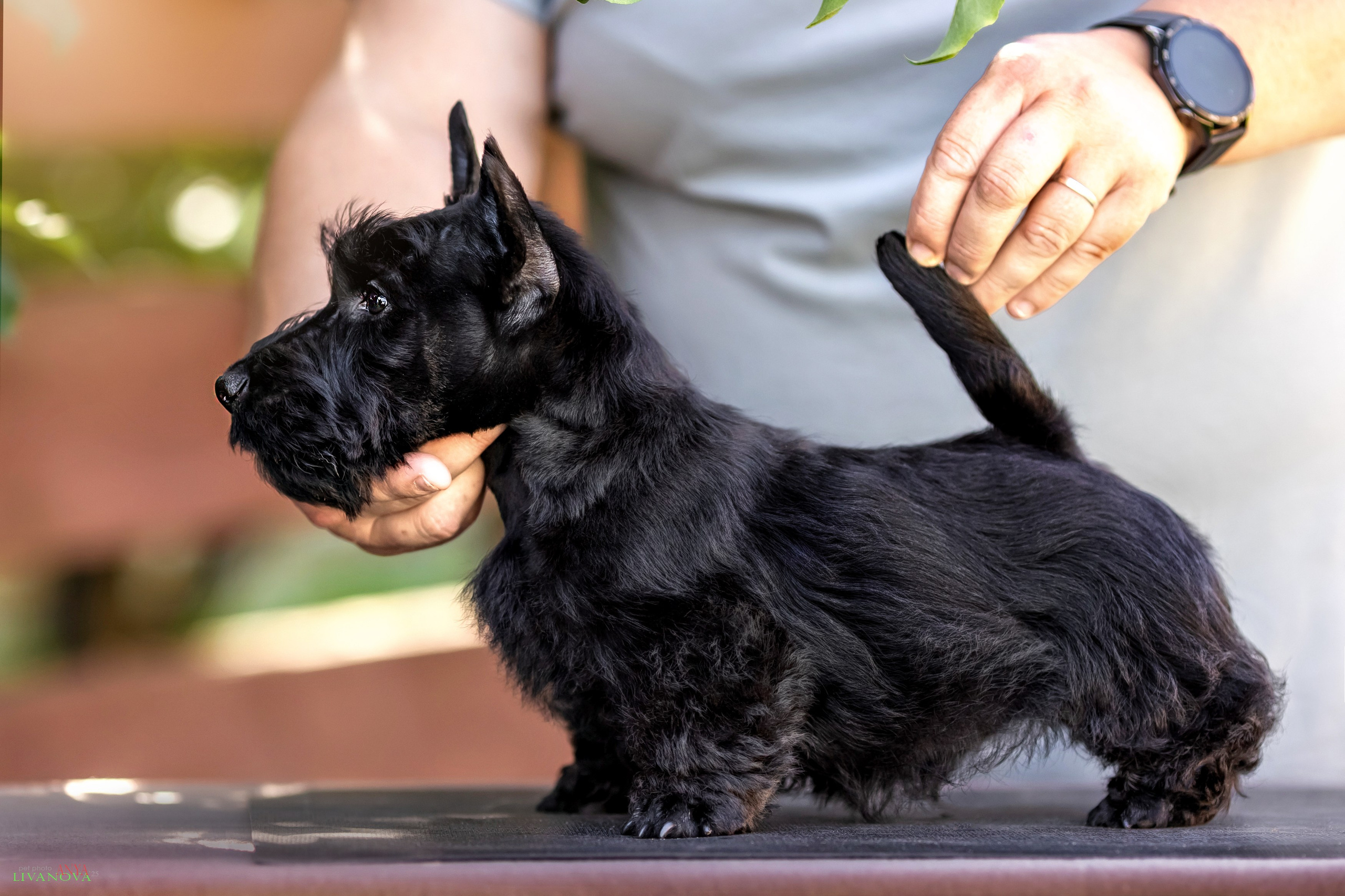 Скотчики. Фотограф анималист Аня Ливанова | Рыбинск