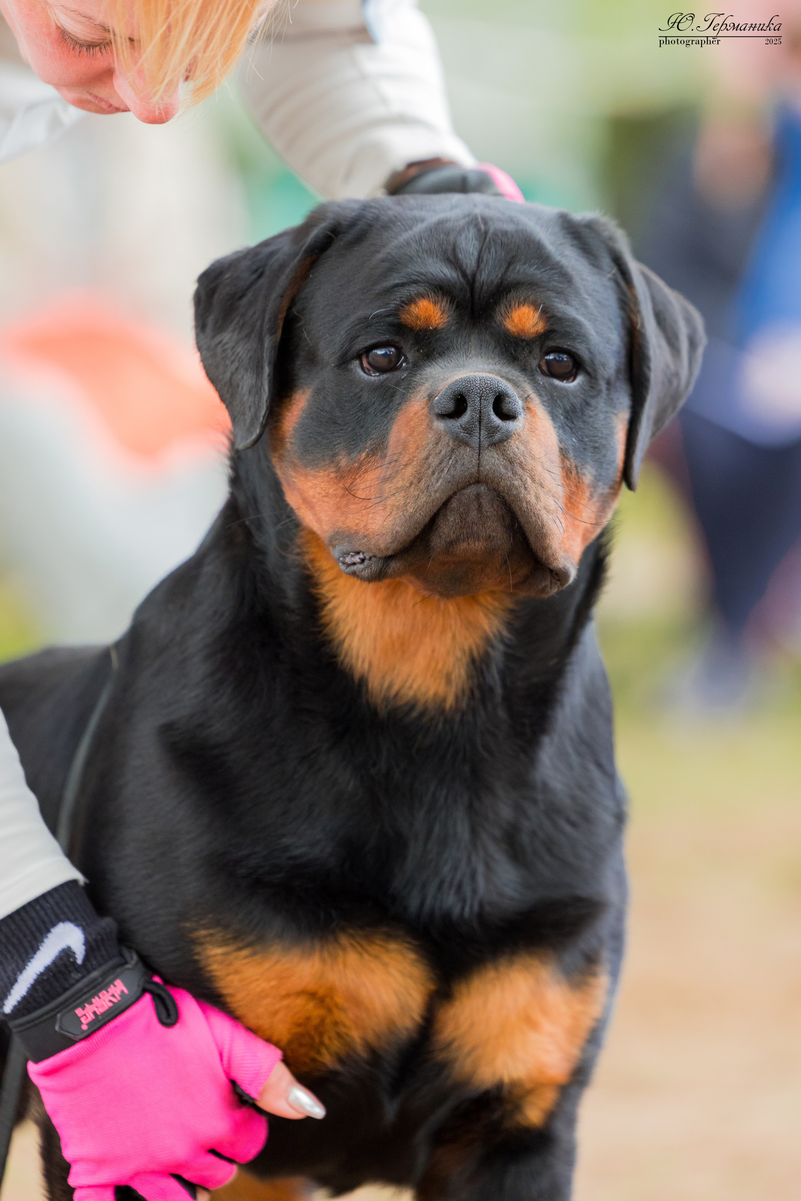 Саратов моно ротвейлеров 26-27.04.2025. Фотограф-анималист Юлия Германика