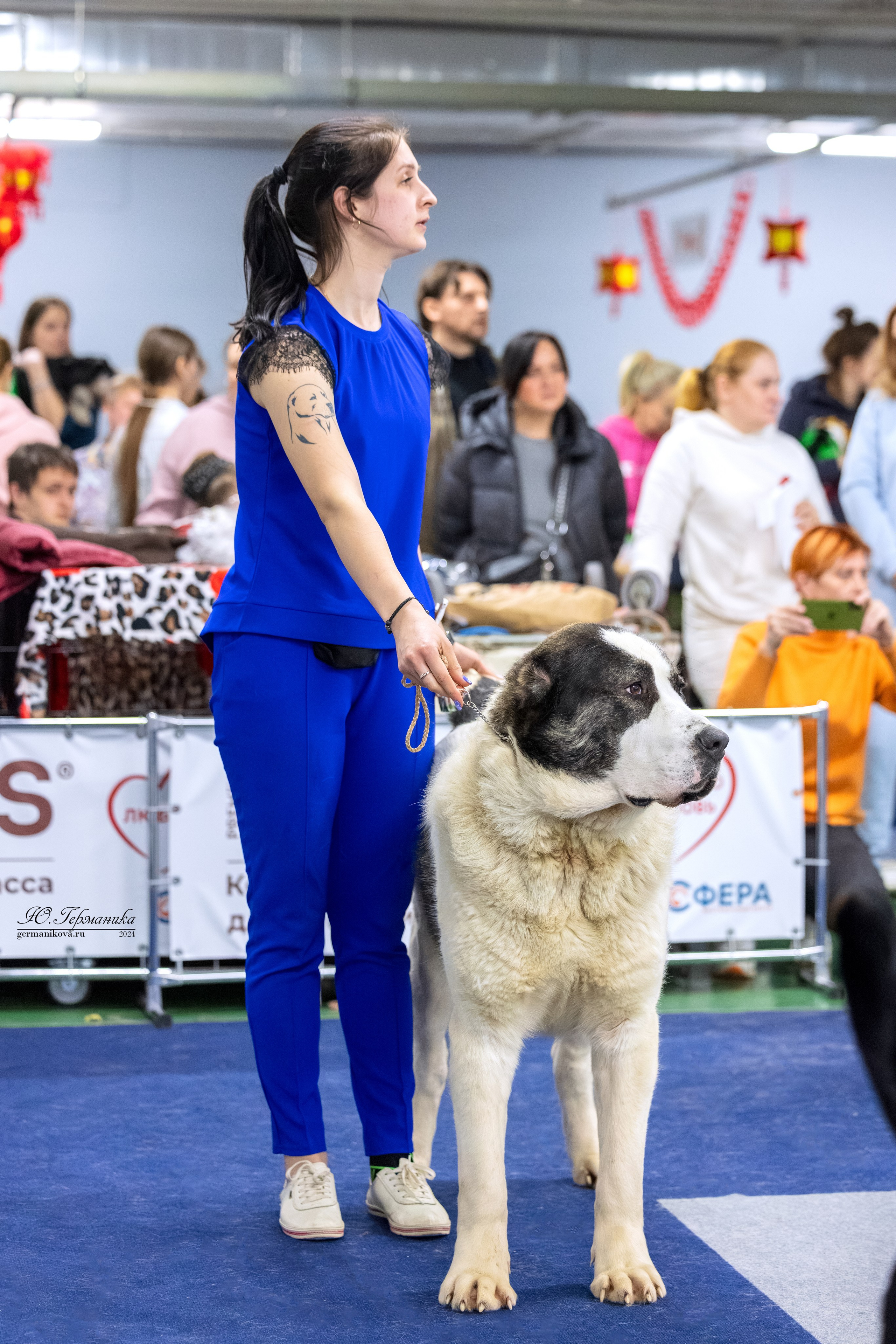 Сфера 08 и 10.03.2024 2хмоно ротвейлеров+2хмоно сао. Фотограф-анималист Юлия Германика