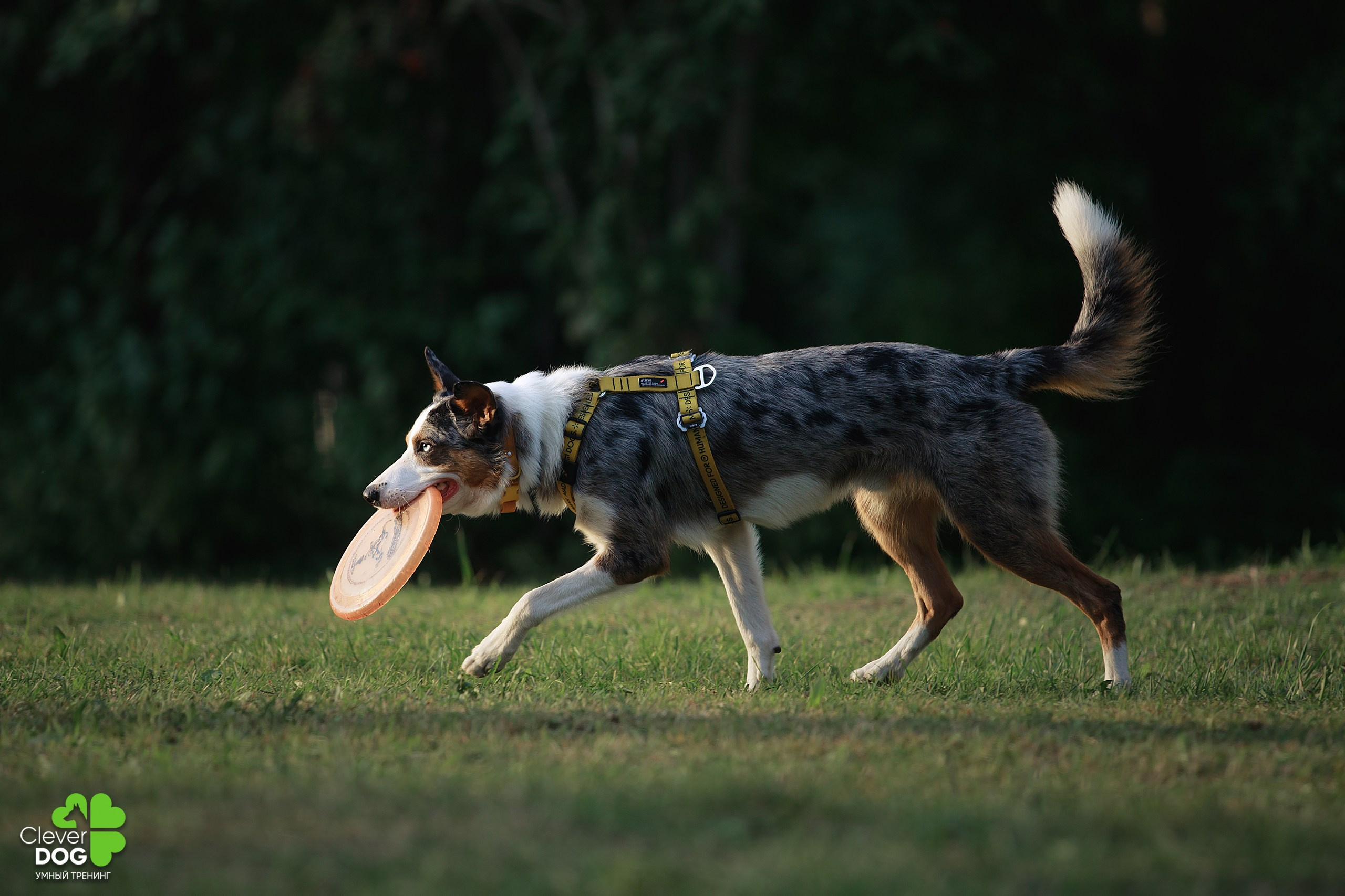 Кинологический лагерь CleverDog, 2024. Фотограф-анималист Mary Mart — Москва, Питер