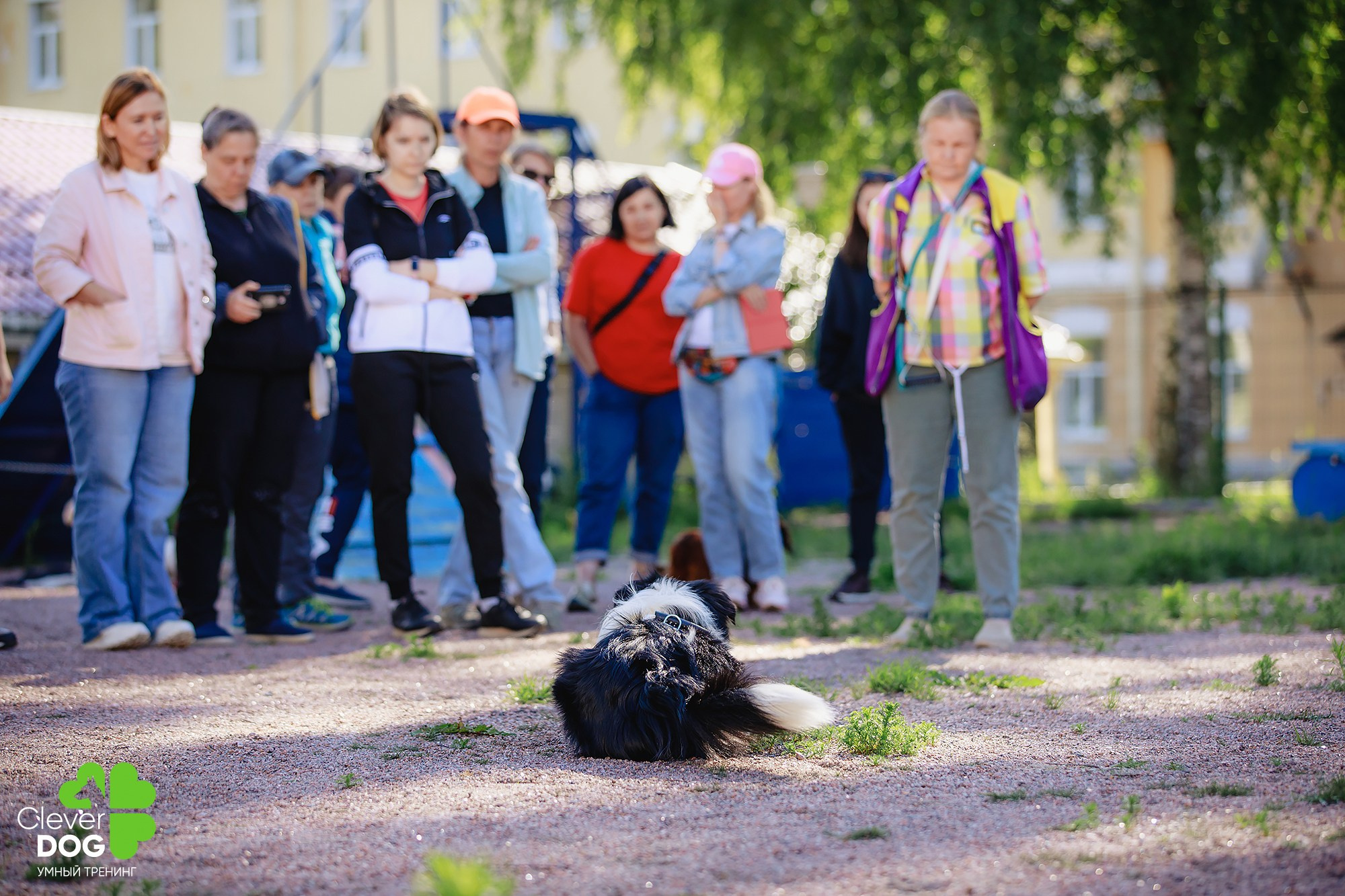 Семинар по поиску запаха с Иваном Ломовым, организатор CleverDog, СПб. Фотограф-анималист Mary Mart — Москва, Питер