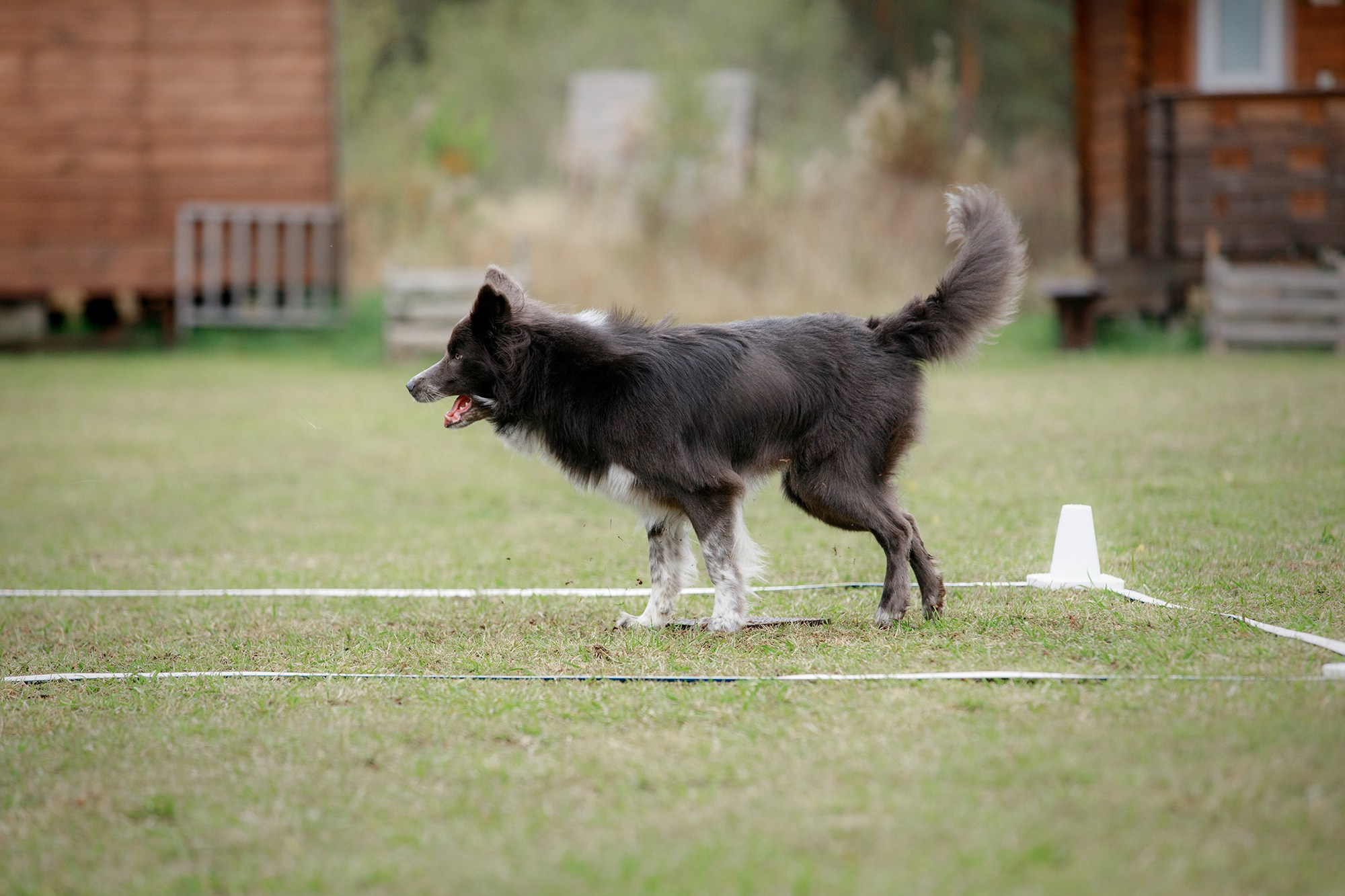 Лагерь по ОБД с Инной Баженовой. Фотограф-анималист Mary Mart — Москва, Питер