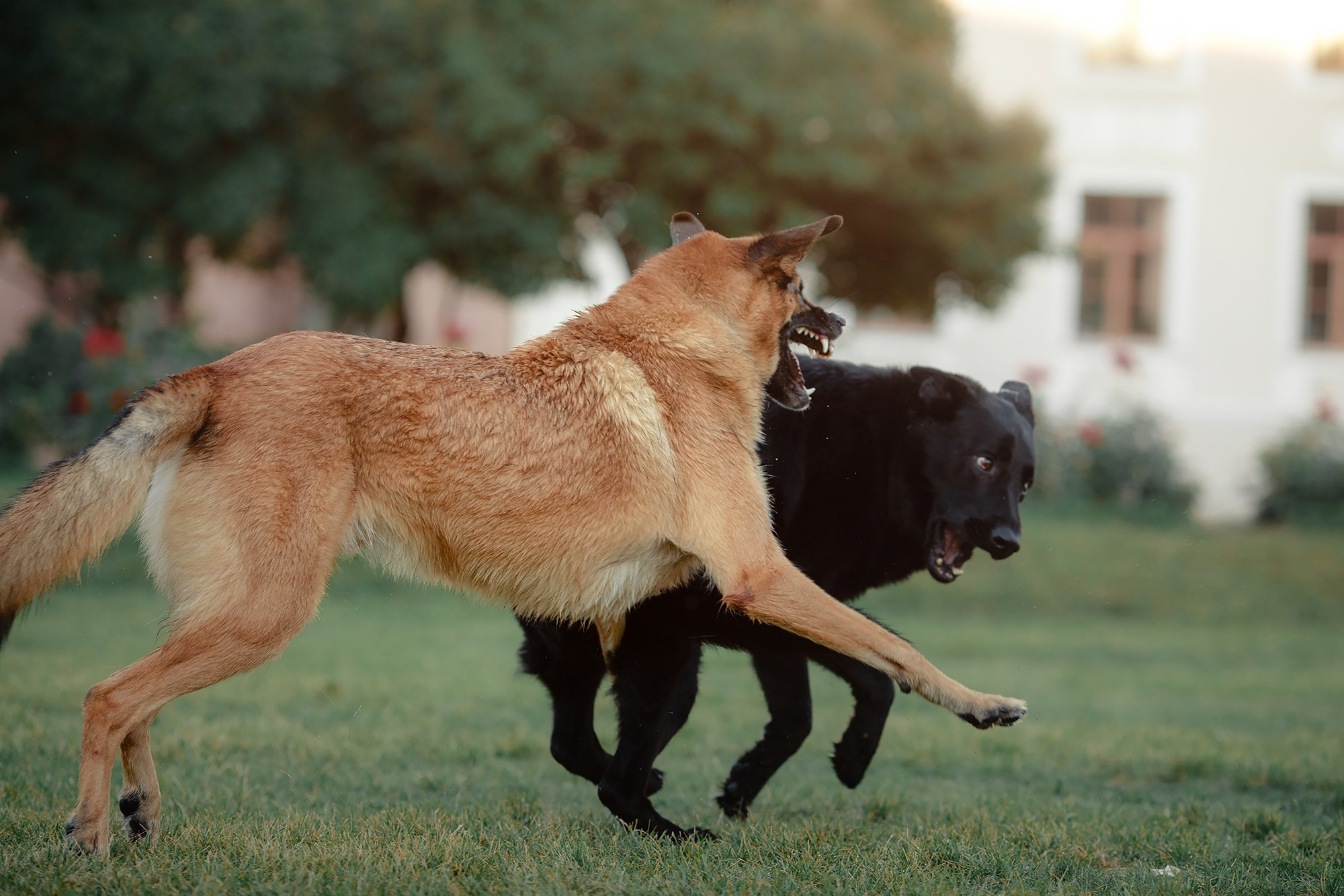 Алена, Кай и Мара. Фотограф-анималист Mary Mart — Москва, Питер