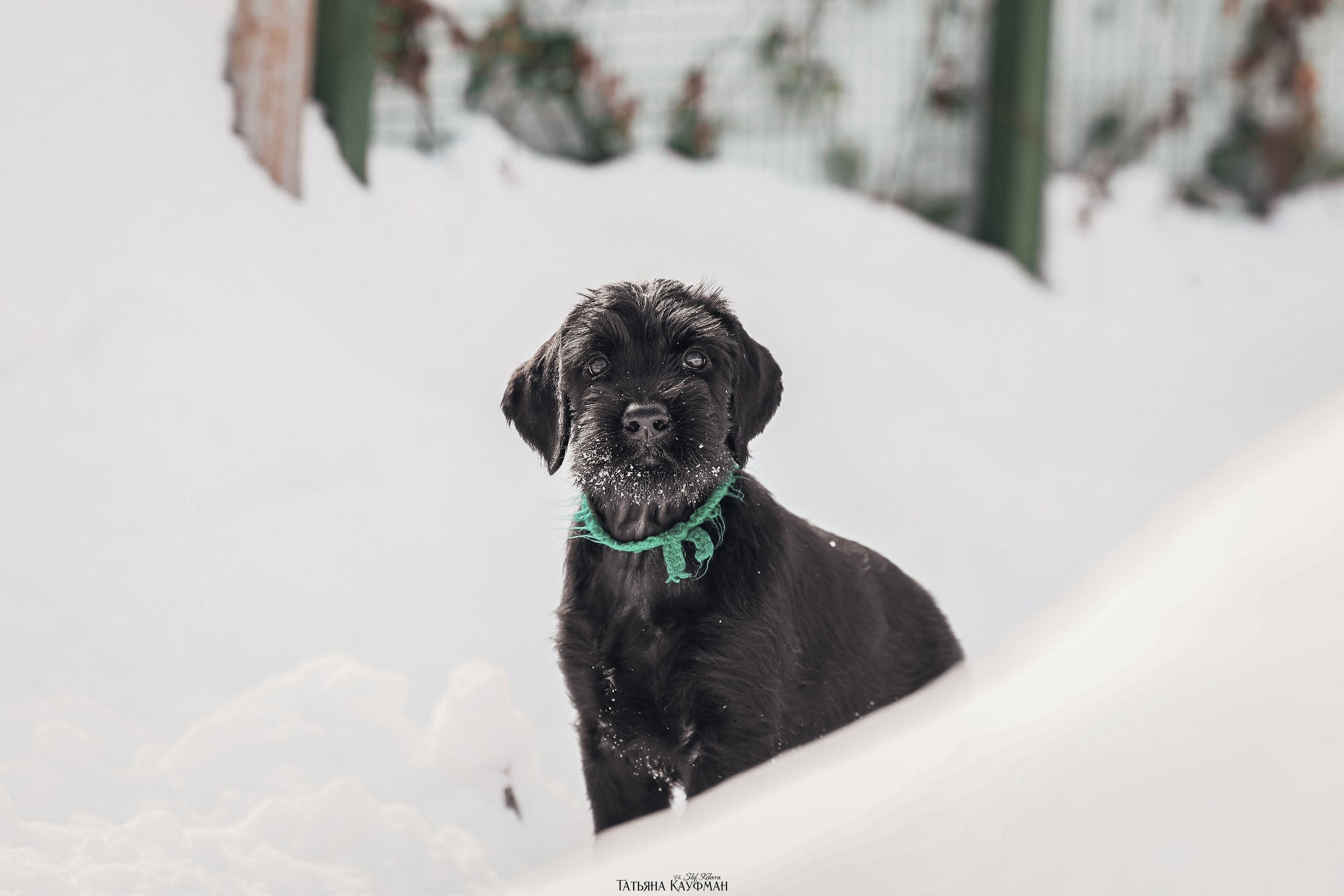 Ризеншнауцер, щенки ризеншнауцера, купить ризеншнауцера, купить щенка, ризеншнауцер Новосибирск, фотосъемка щенков, фотосессия собак, заказать фотосессию, фотографии щенков, сфотографировать щенка, фотограф Анималист, фотограф собак Новосибирск, фотограф анималист Новосибирск