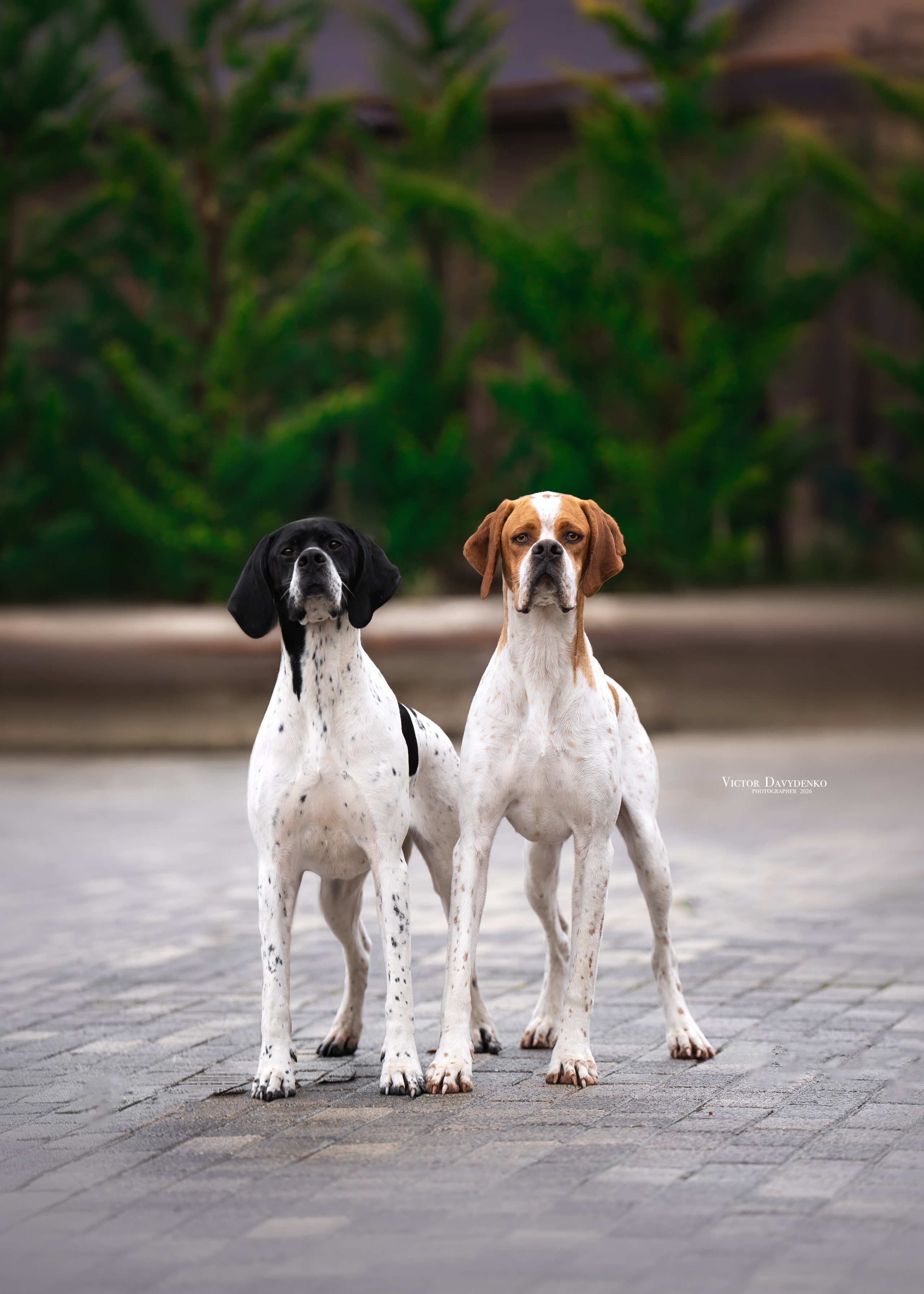 фотосессия собак краснодар 