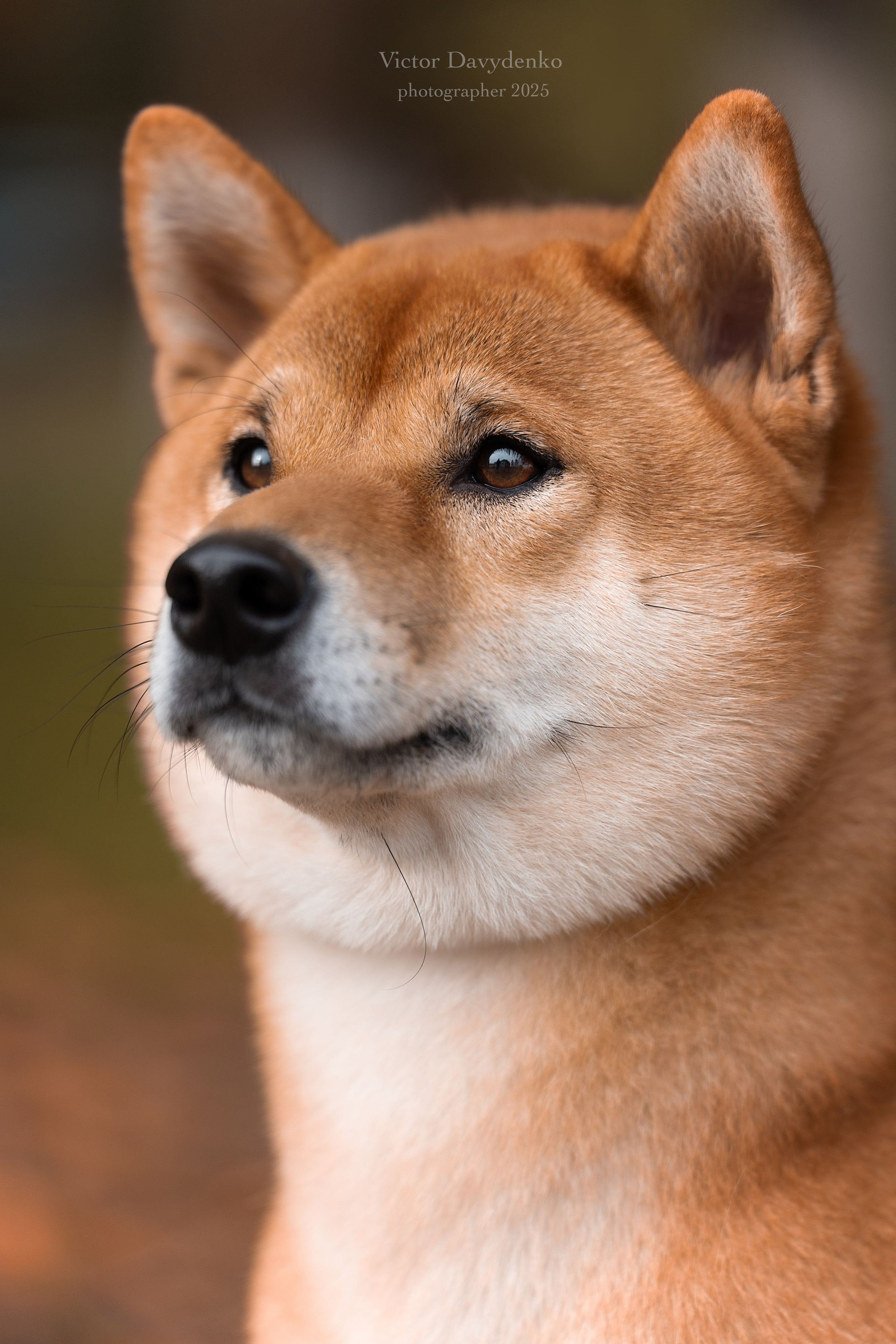 фотосессия собак краснодар выставка собак фотограф анималист сочи Сиба 